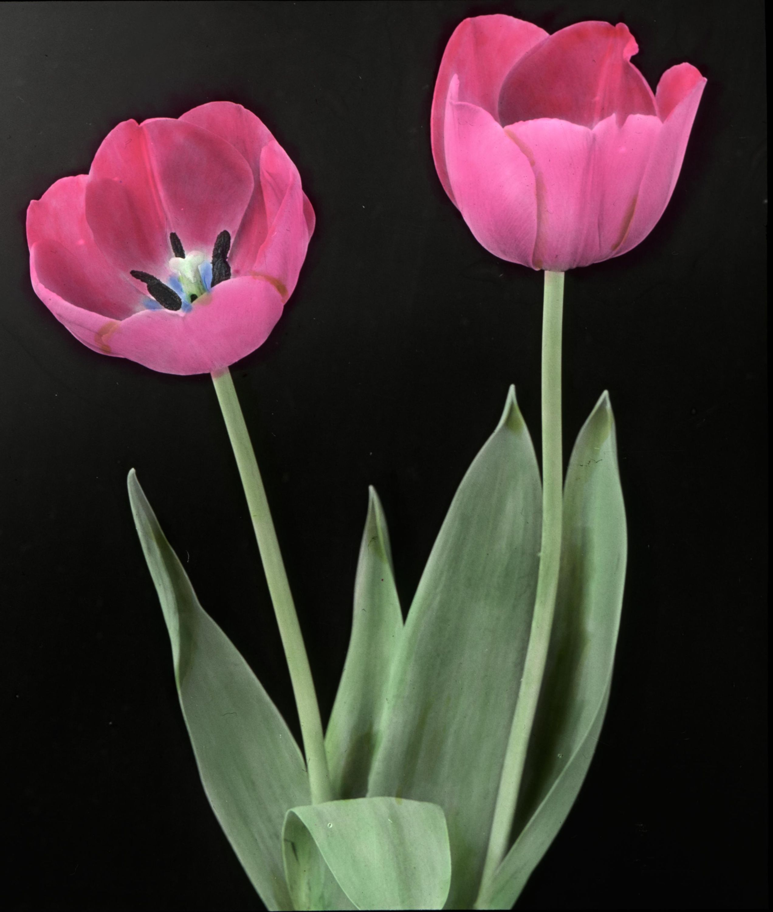 Darwin Tulip