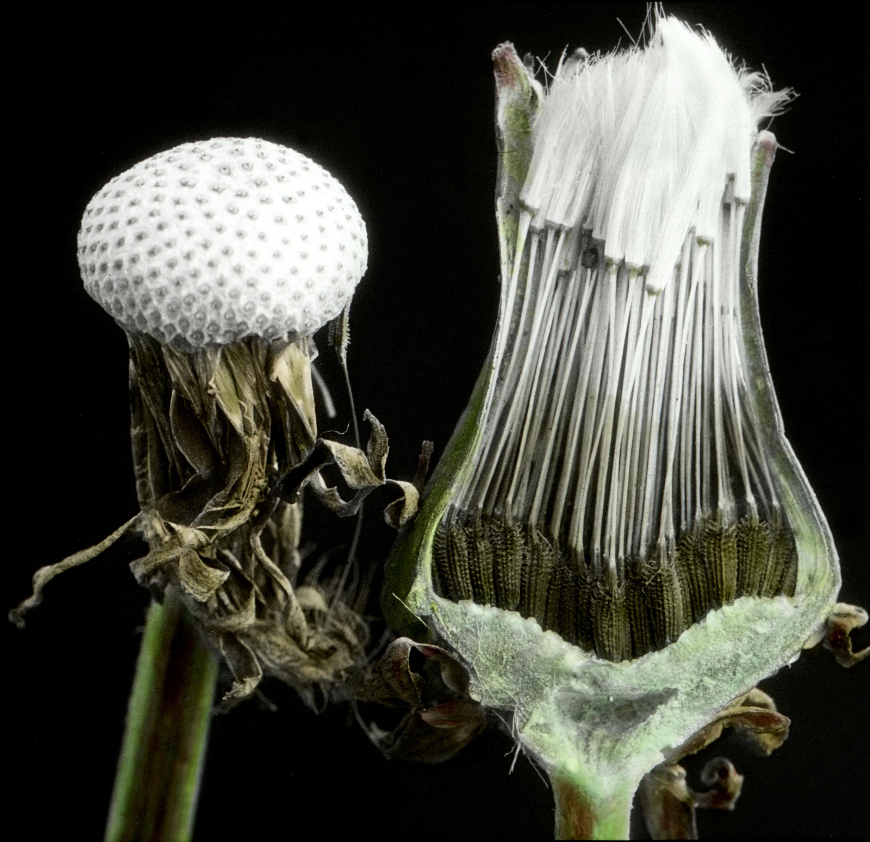 Dandelion Fruits