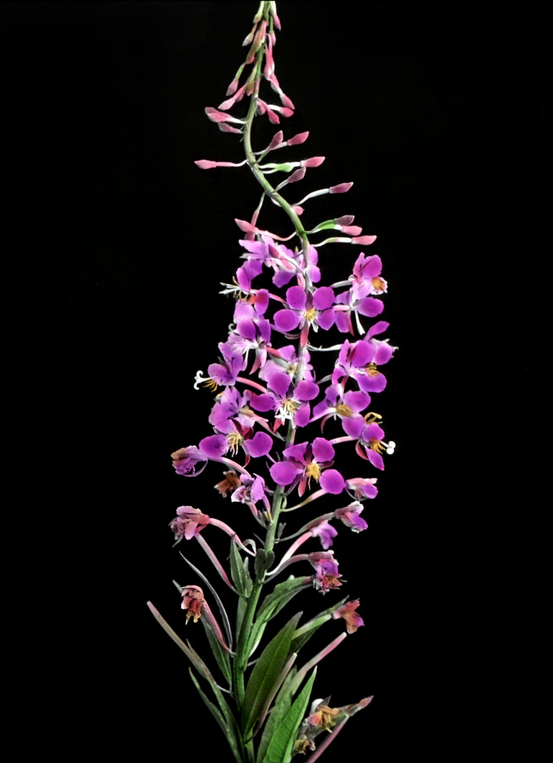 Epilobium angustifolium - Fireweed