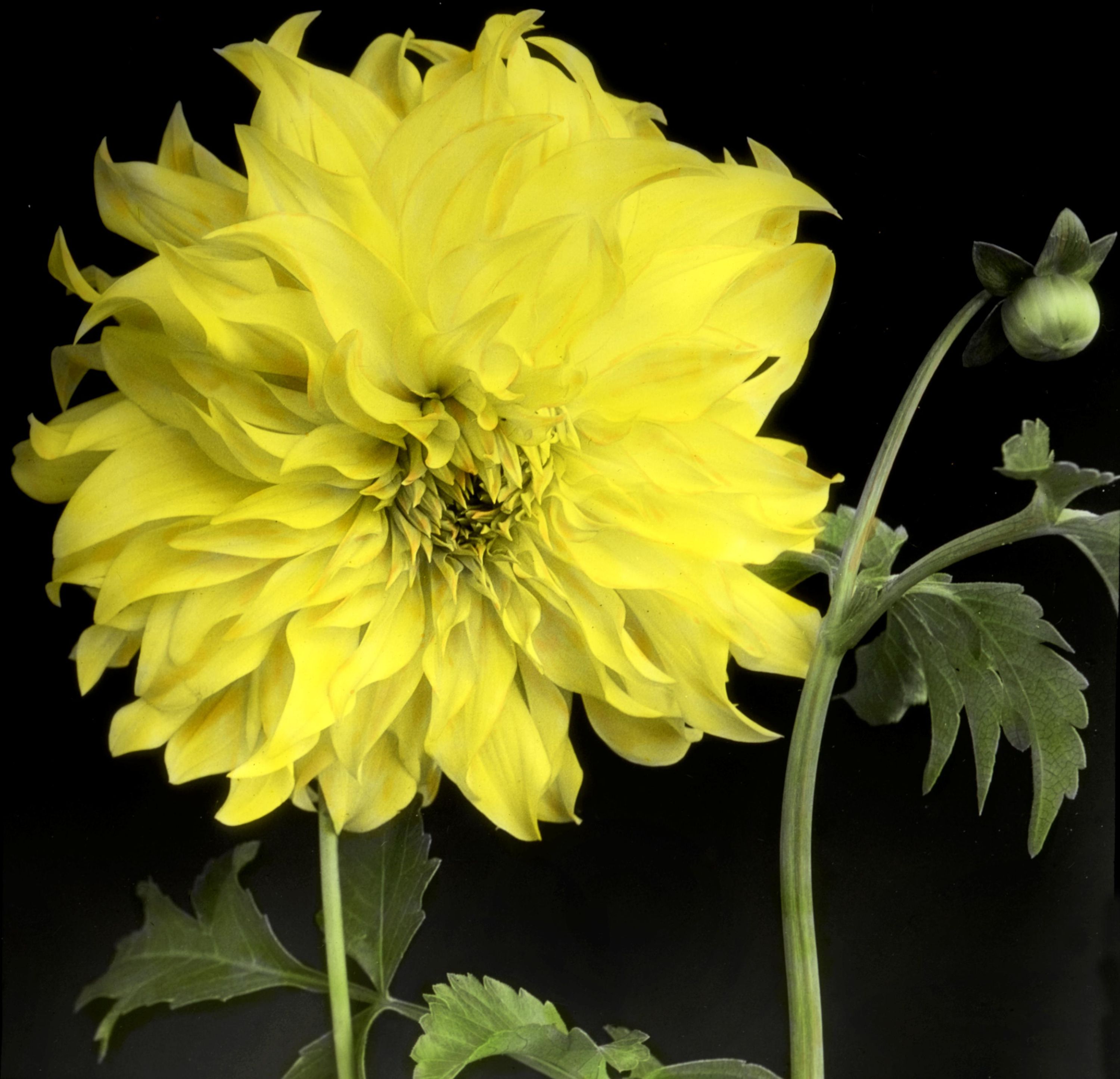 Hybrid cactus dahlia, Marmion