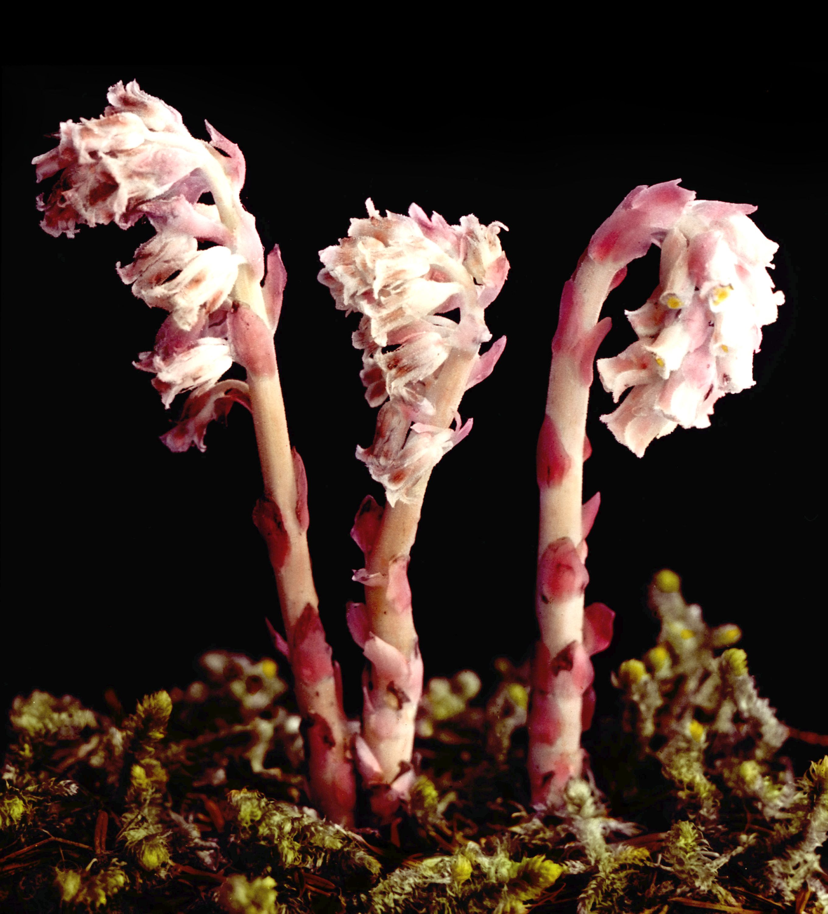 Monotropa hypopitys - Many-flowered Indian Pipe