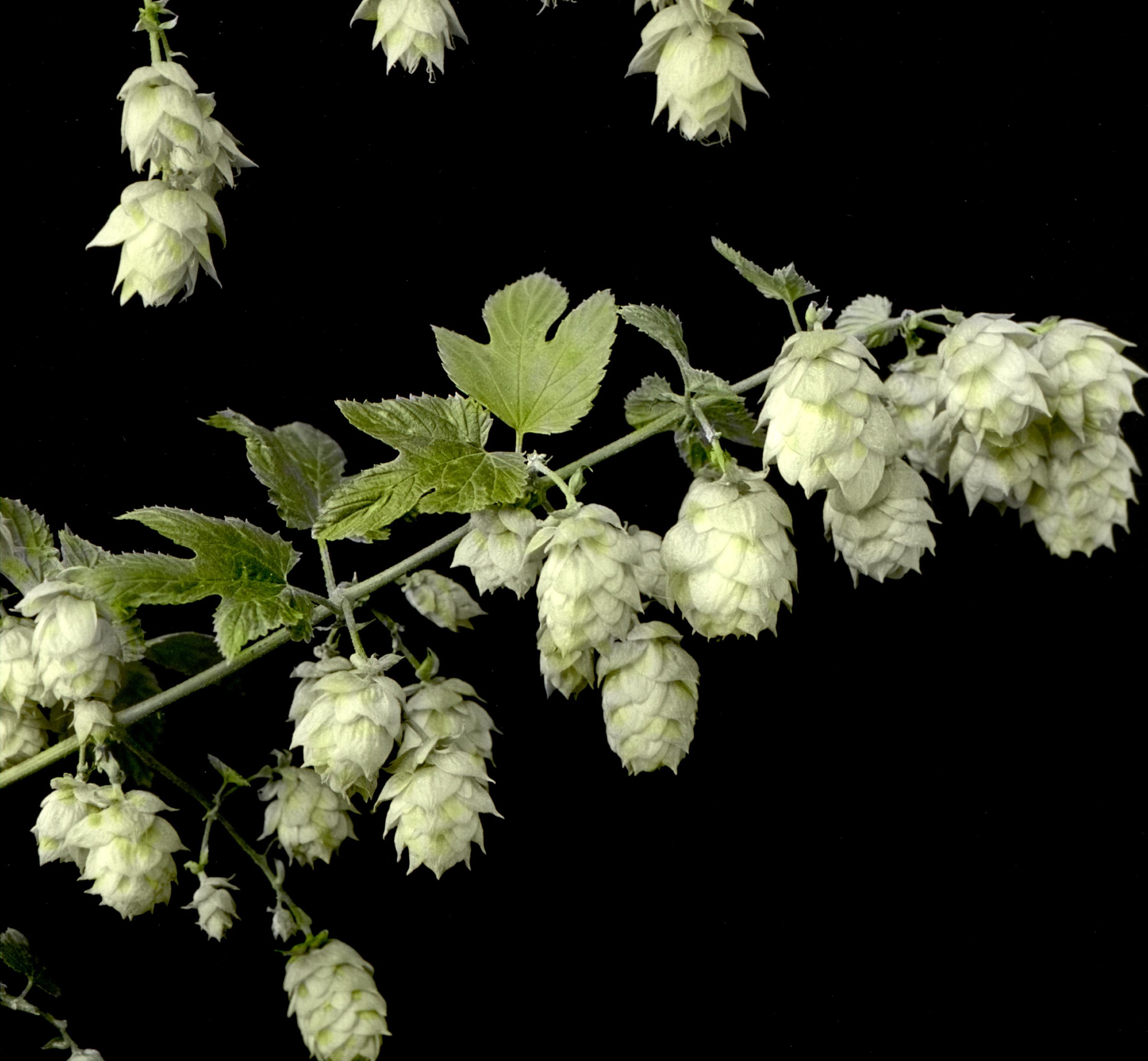 Hops - Humulus Lupulus