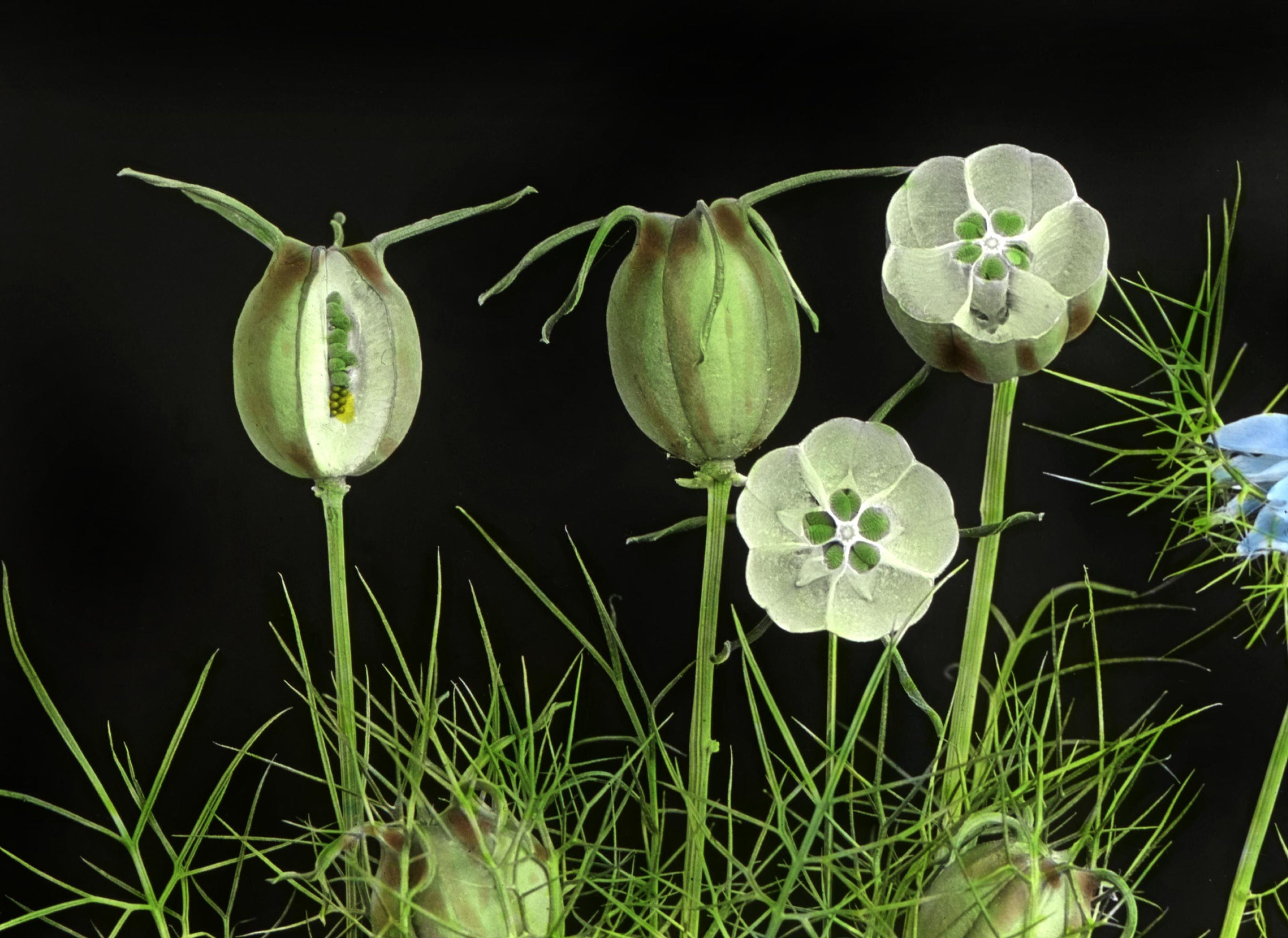 Fruit of Love-in-a-Mist