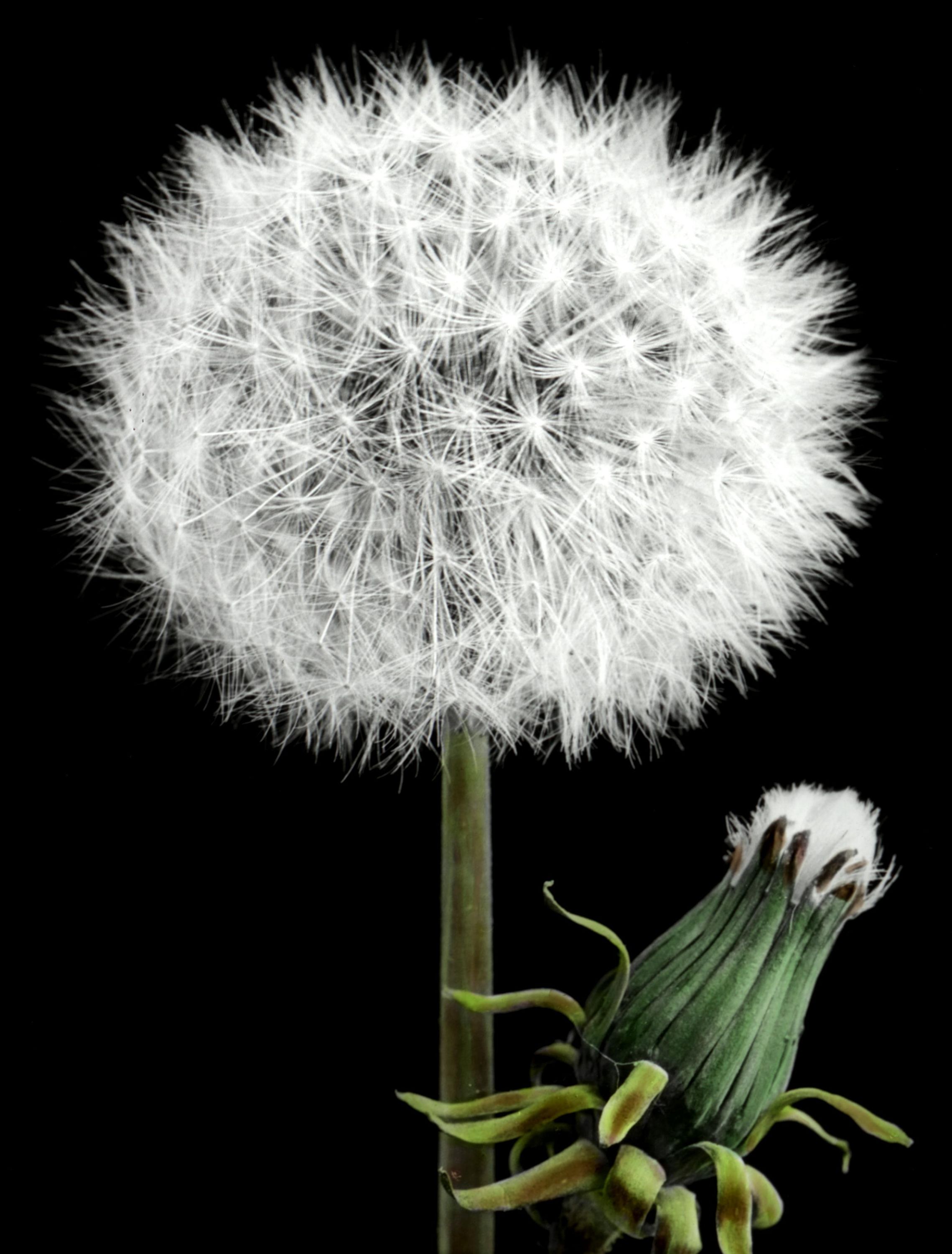 Dandelion heads in fruit, open and closed