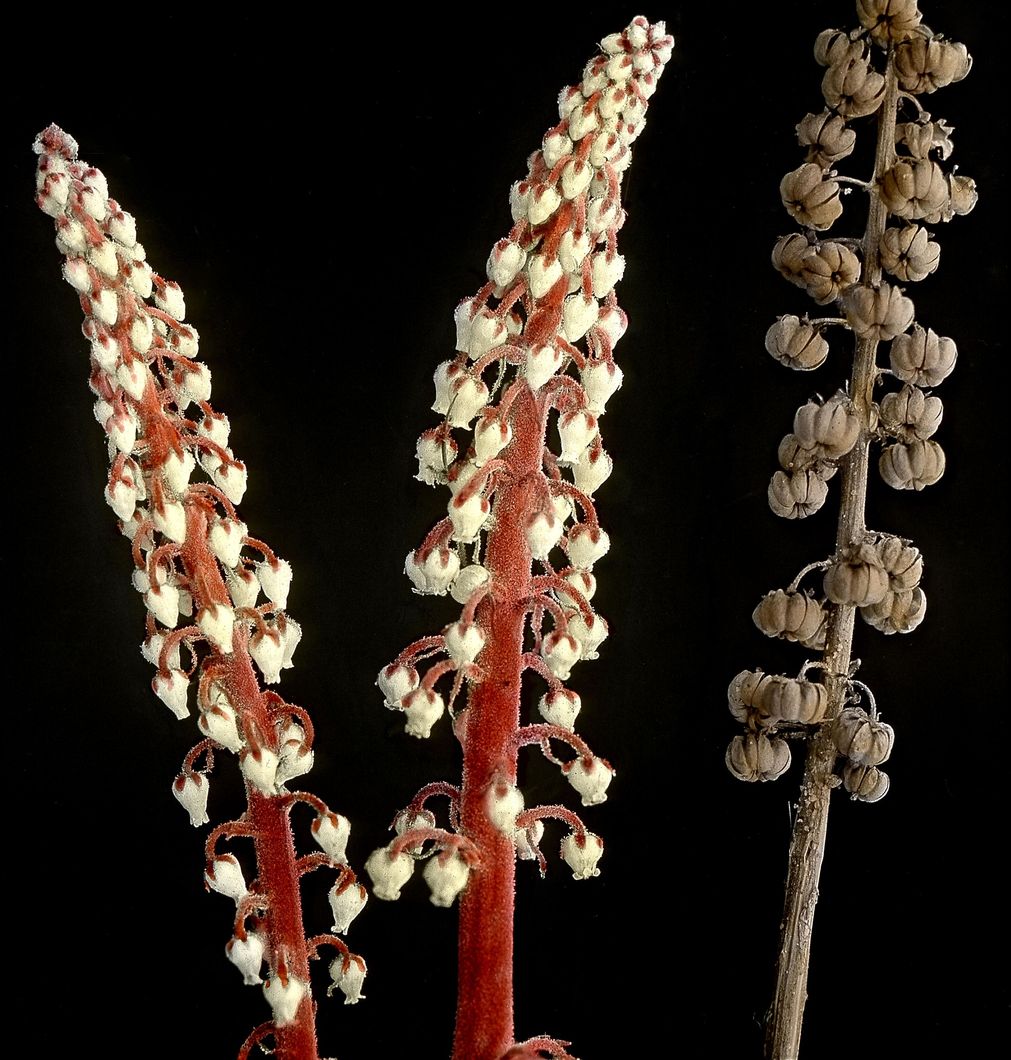 Pterospora andromedea Nutt. - Pine Drops (Old fruiting stem at right)