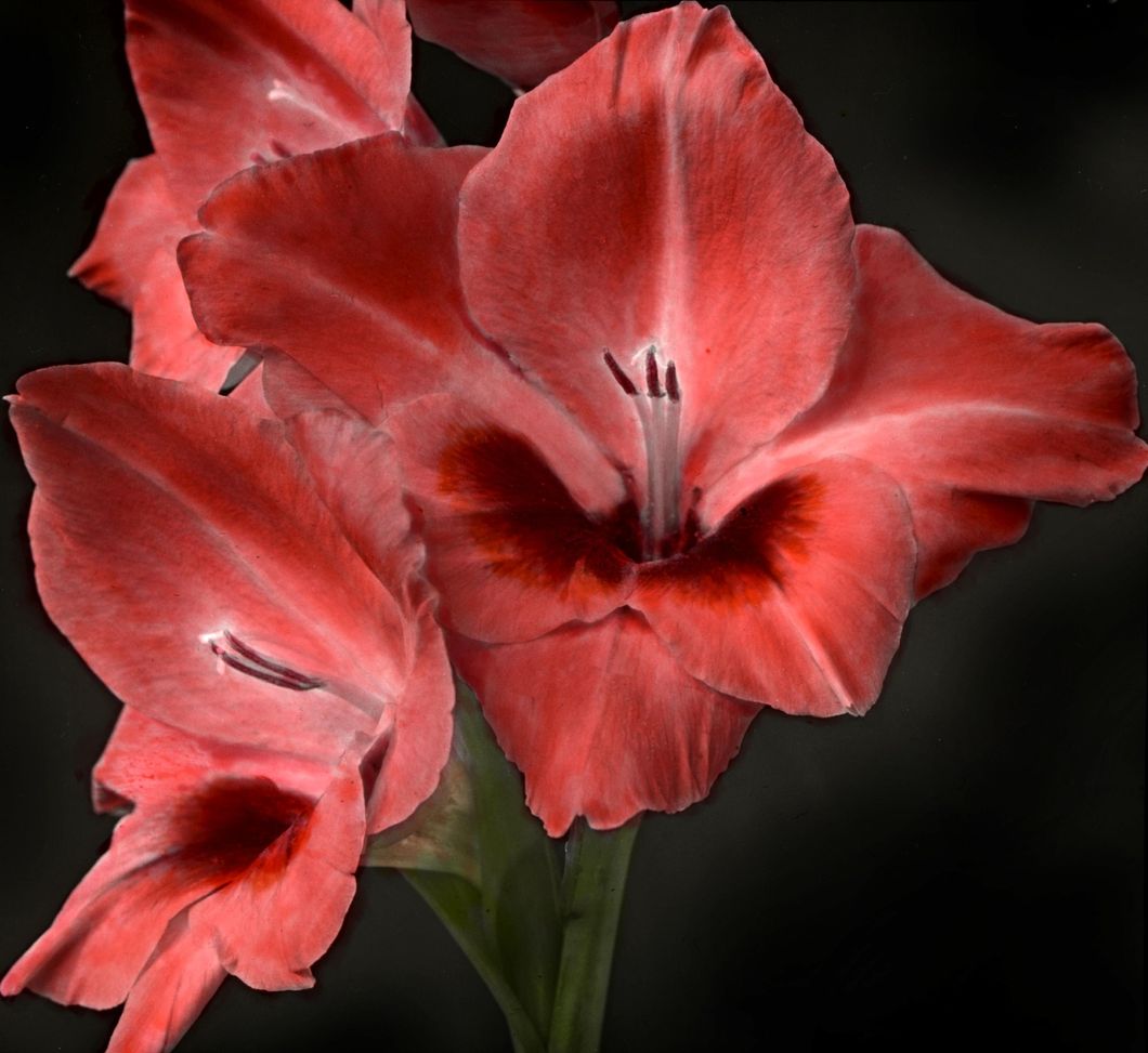 Gladiolus L’Eclantante