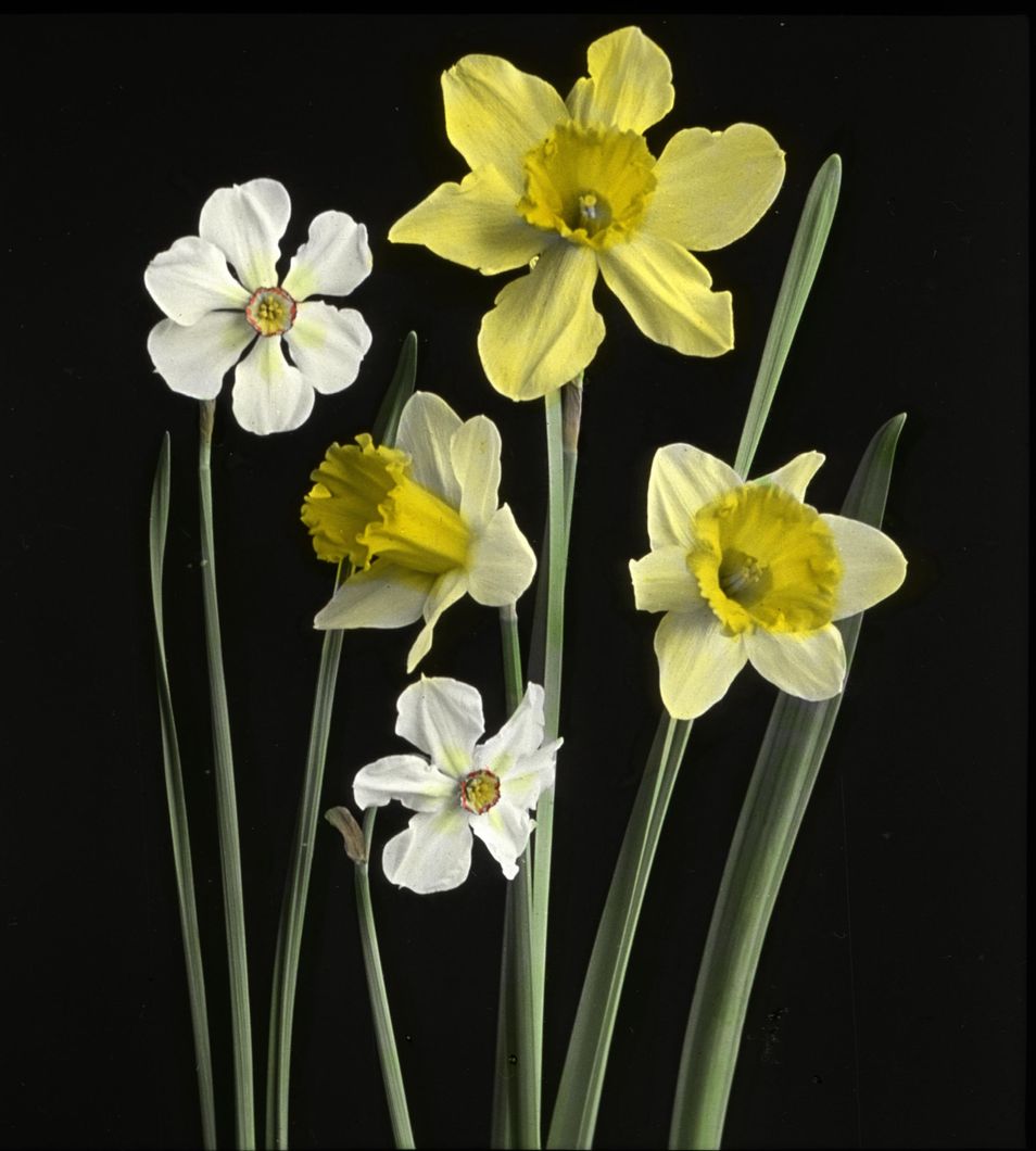 Narcissi of several kinds - Daffodils, Poet’s Nar