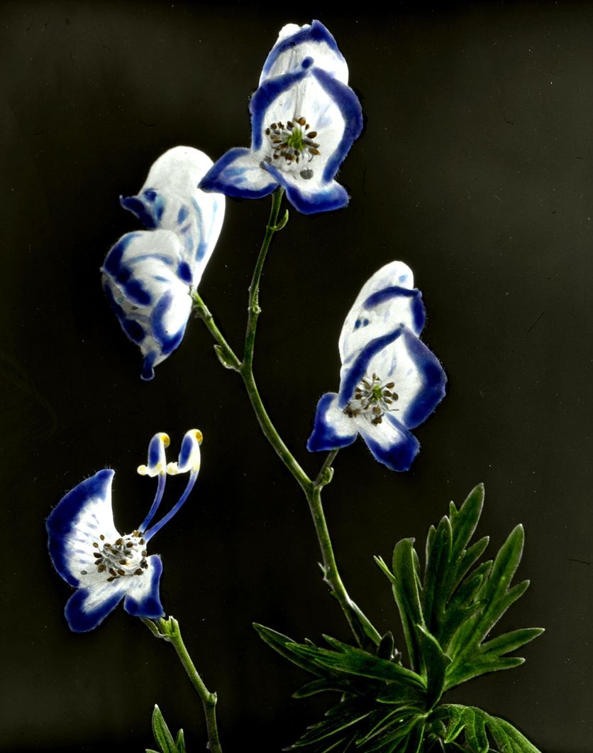 Monkshood (Cultivated)