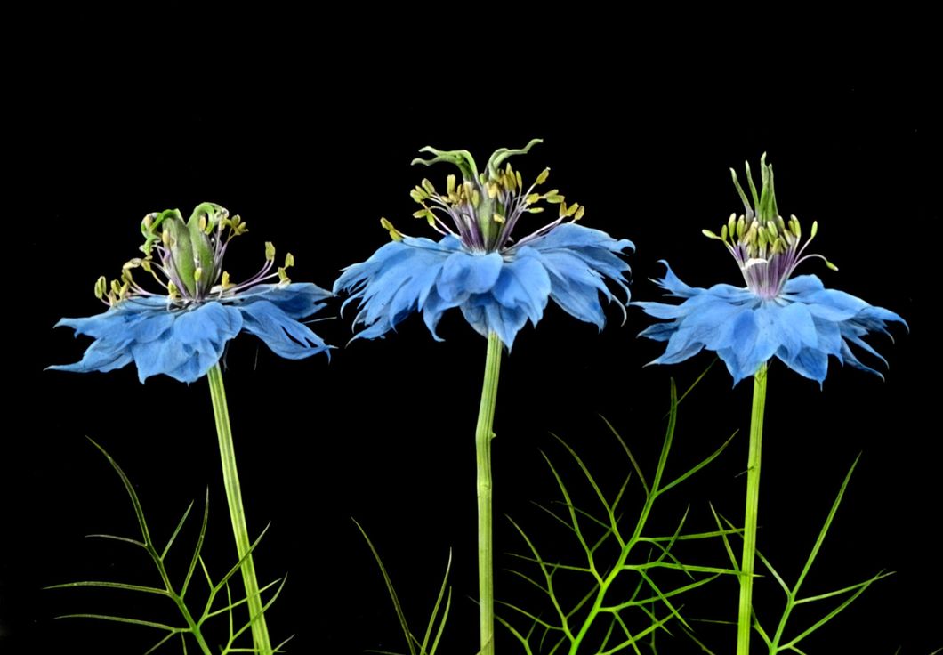 Love-in-a-Mist - Flowers in 3 stages; youngest at right, to show change in position of pistils