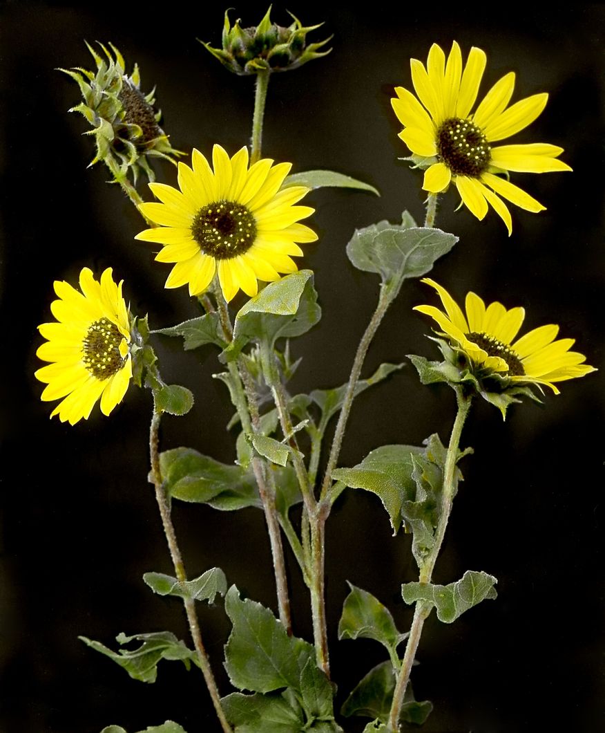 Helianthus lenticularis Doug. - Annual Wild Sunflower