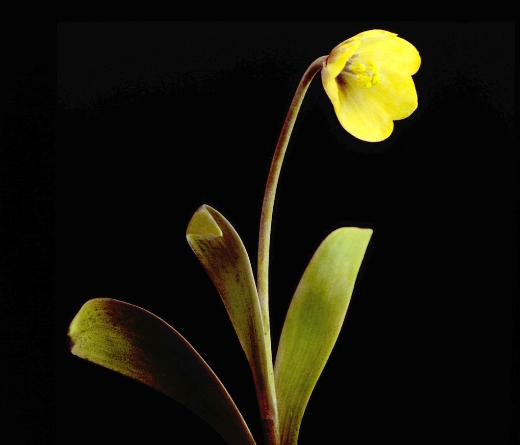 Fritillaria Pudica Spreng - Yellow or Mission Bell