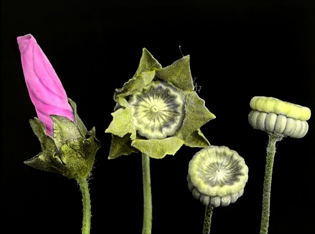 Lavatera, bud and fruits