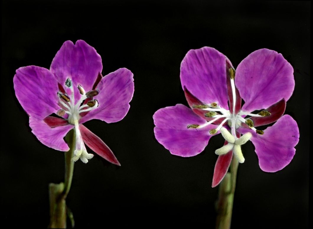 Fireweed blossoms in middle stage of bloom