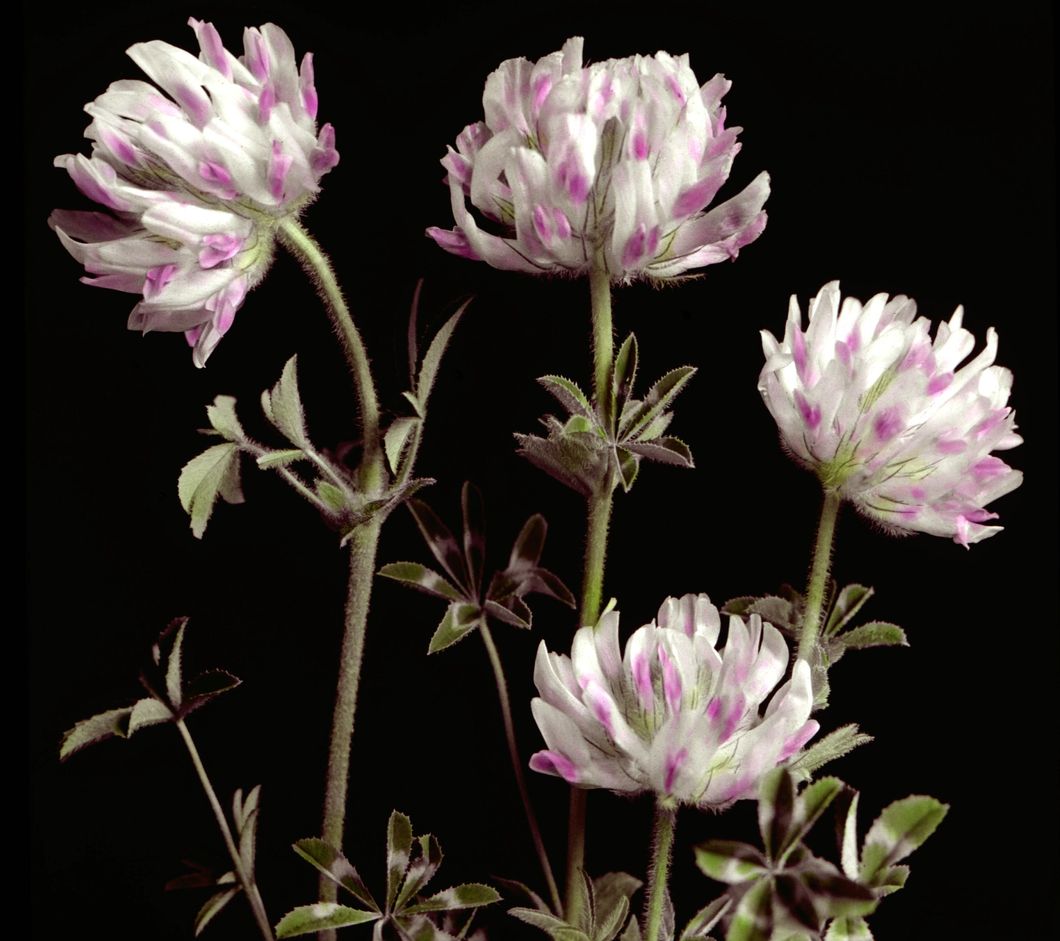 Trifolium macrocephalum