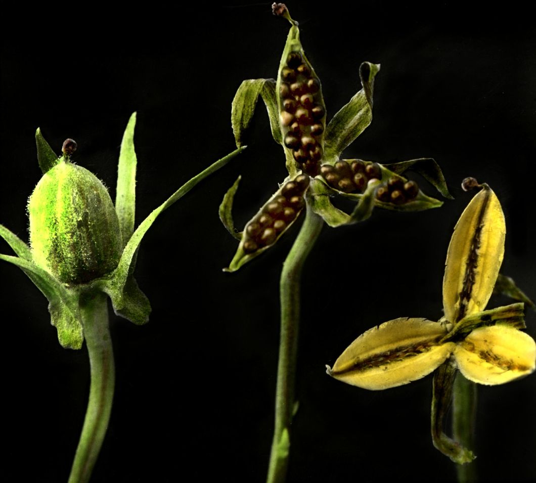 How Violets scatter their seeds