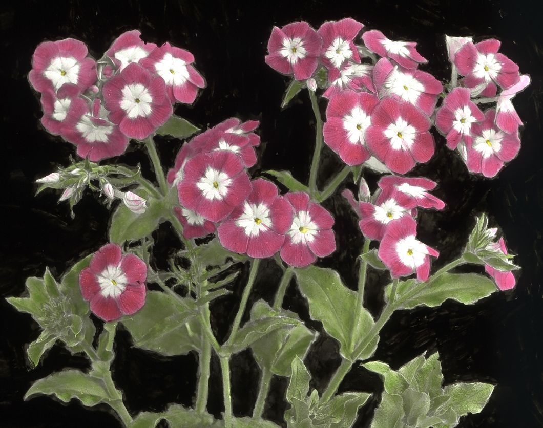 Phlox Drummondii