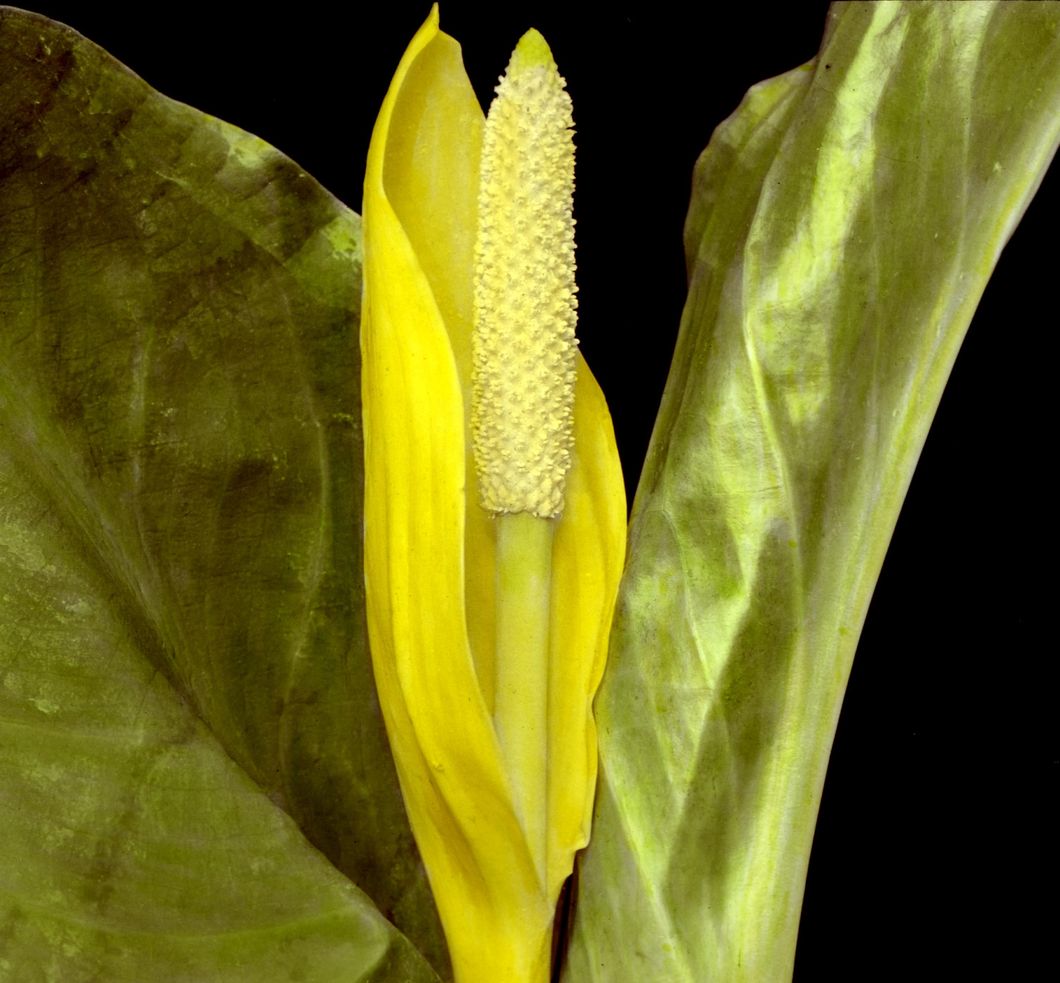 Lysichiton camtschatcense - Western Skunk Cabbage