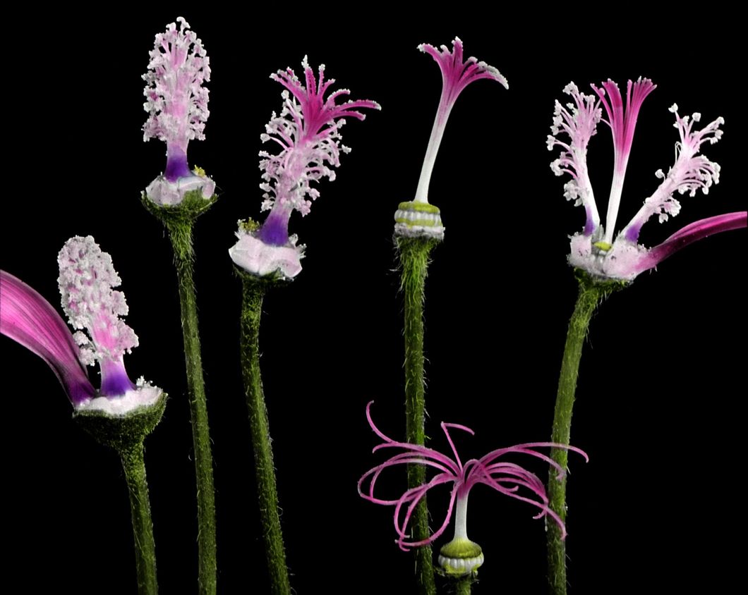 Lavatera showing form and development of stamens and pistils