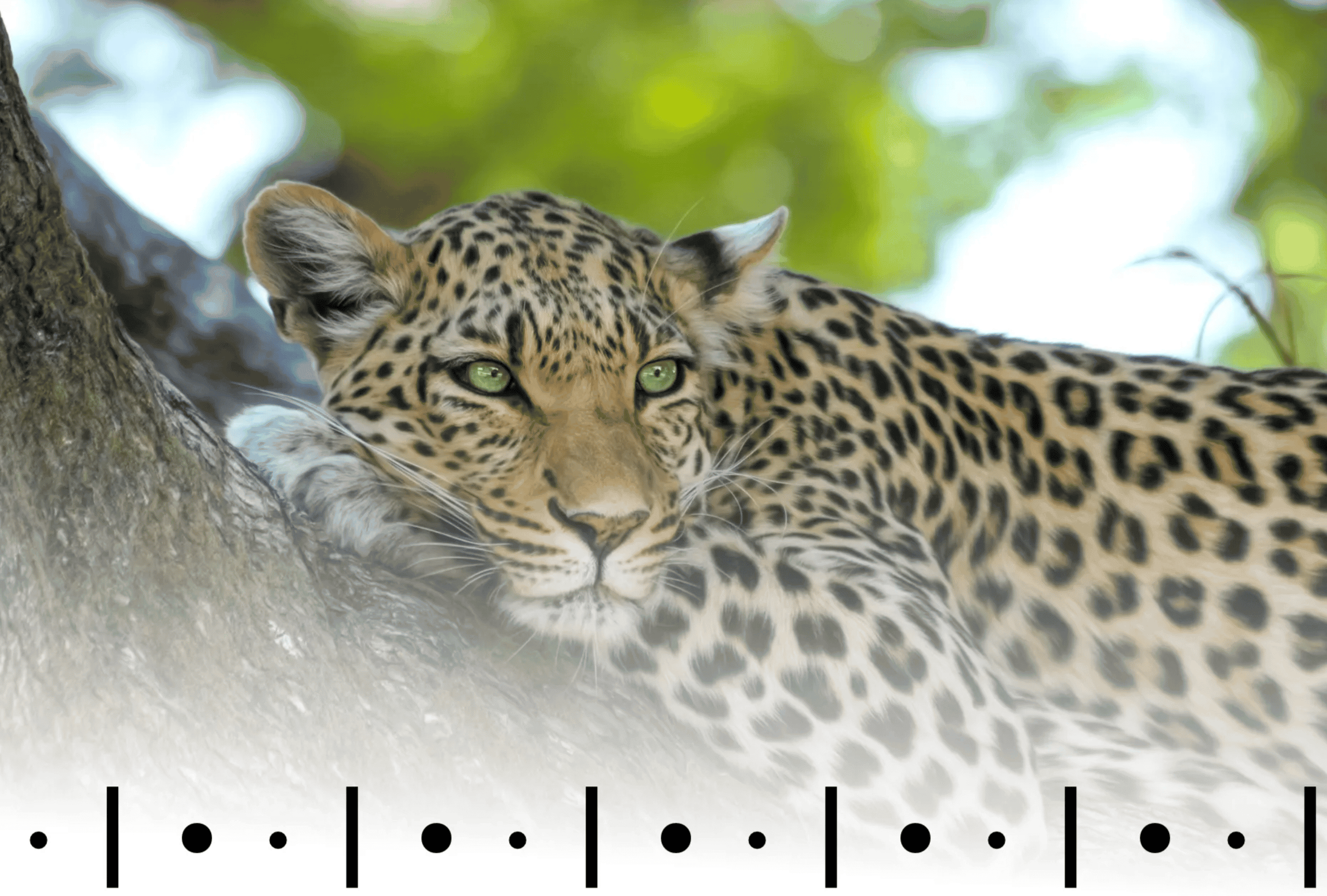 Leopard in a tree, with typographical marks in a repeating pattern at the bottom of the image. Photo by Pixabay, modified by Ellane