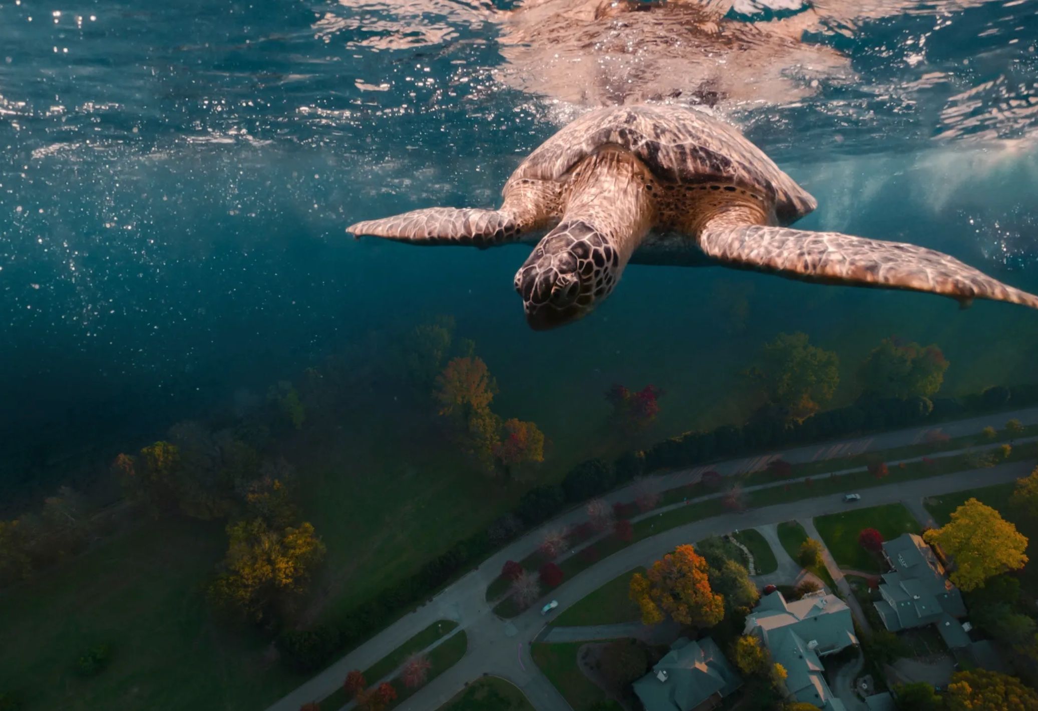 Photo compilation showing a sea turtle swimming down through deep blue water toward a suburban block of houses, trees, streets