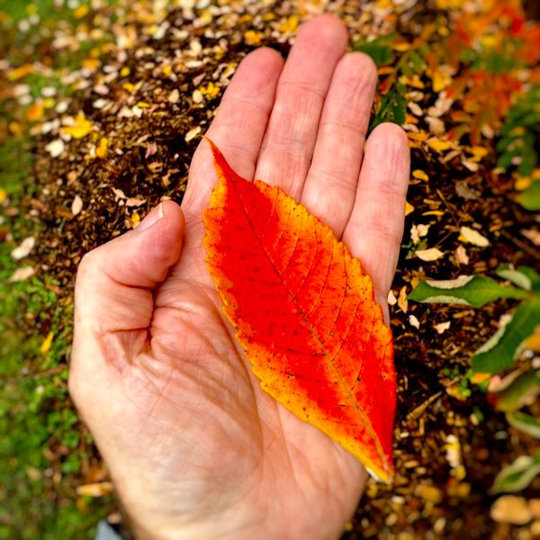 Photo of fall leaf in hand