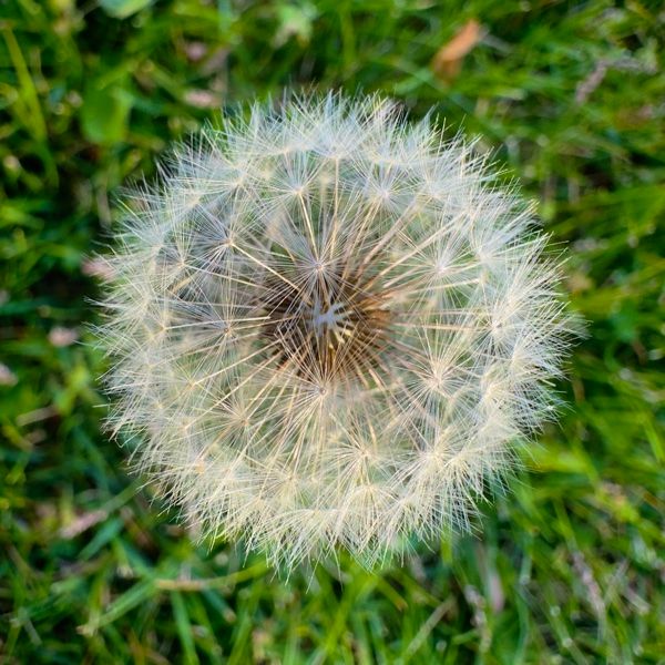 Photo of dandelion