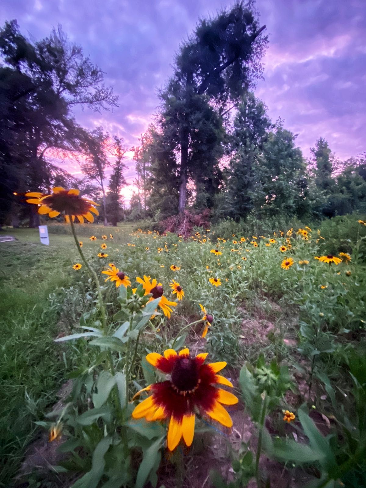 View from this evenings sunflower-set near Bainbridge, Georgia