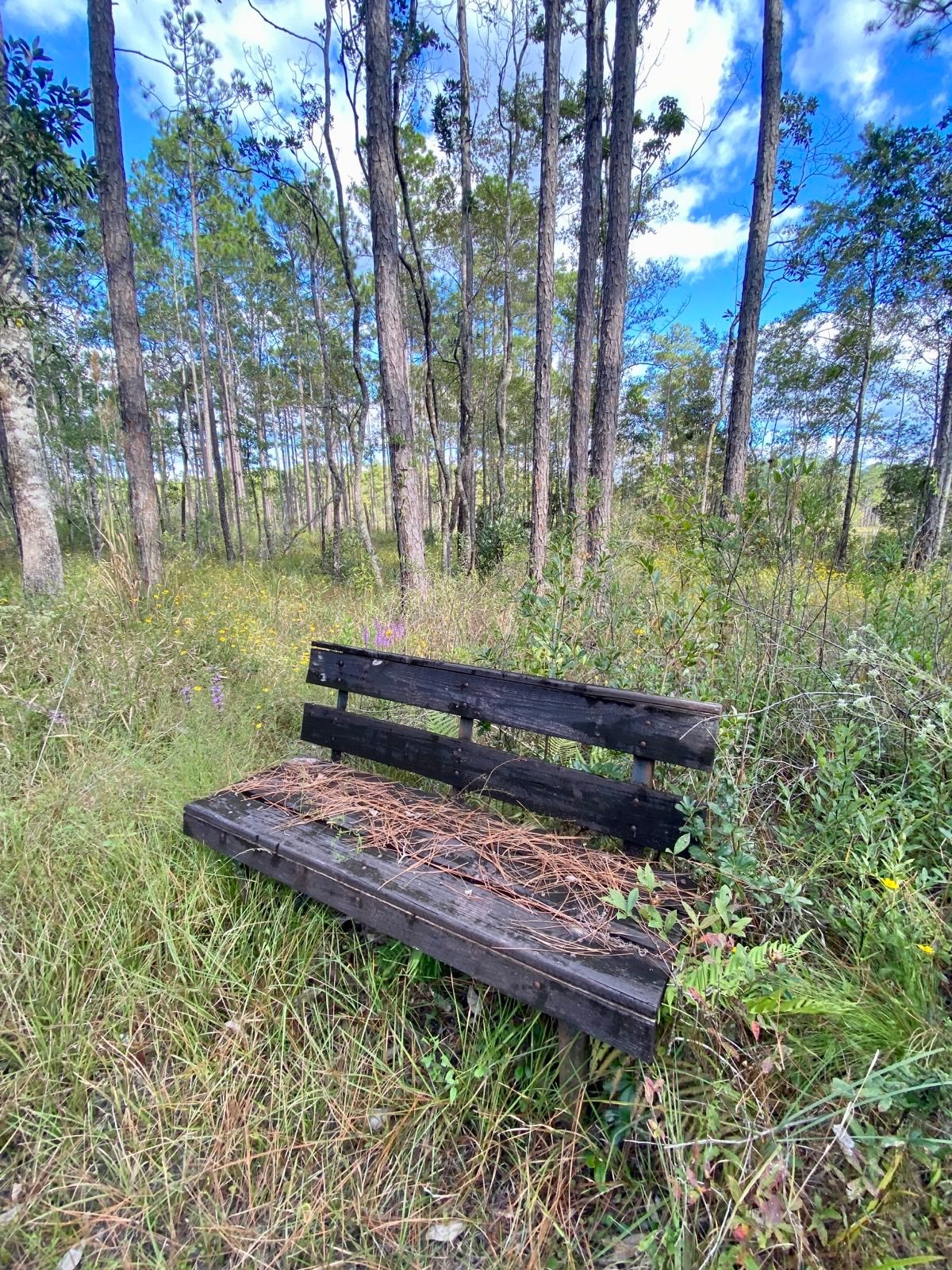 _images/stray_bench_at_bear_lake_camground_florida.jpeg