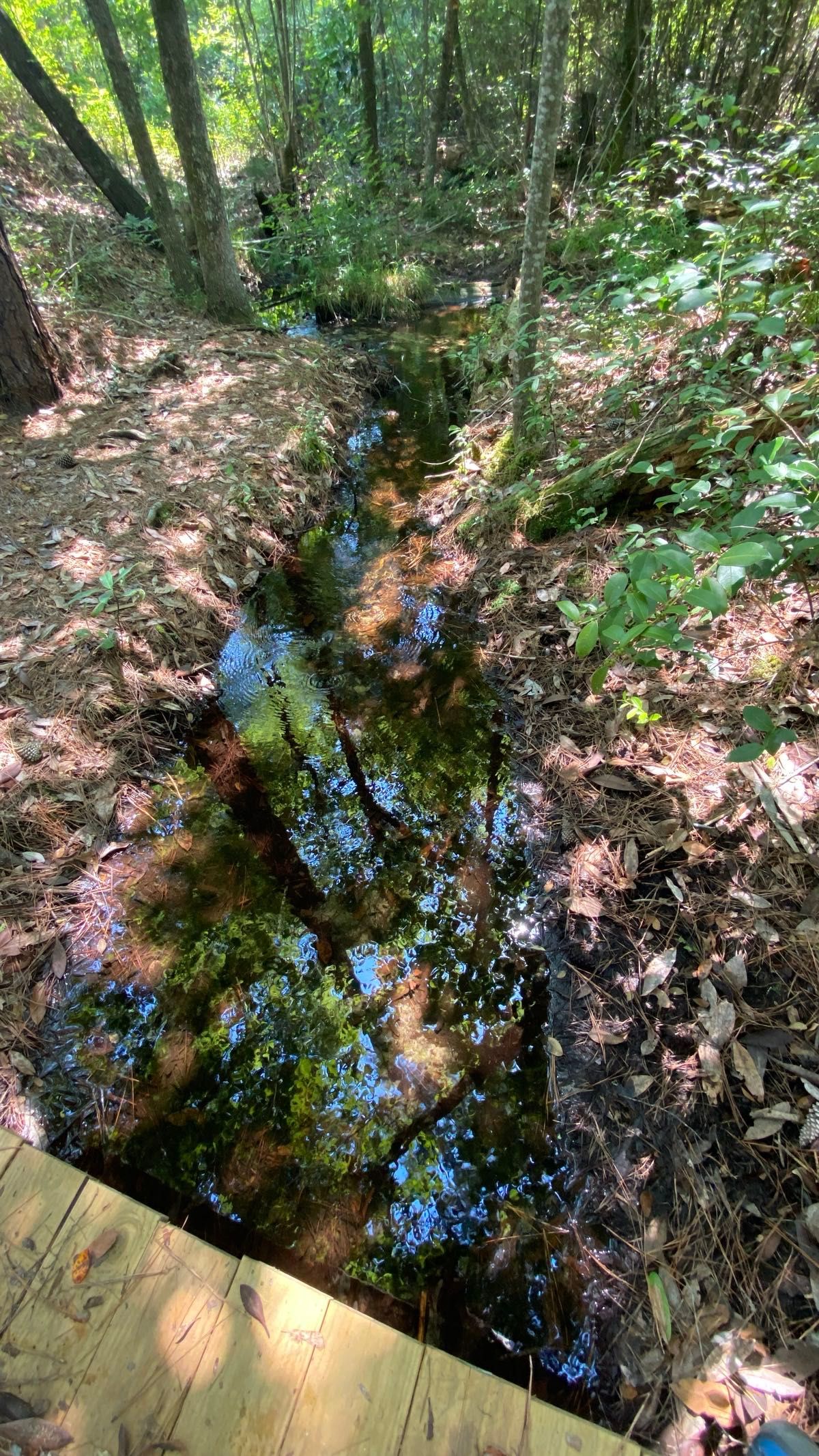 Imagine my delight on a hike as I came across a spring fed creek to dip bare feet in and cool off on a triple digit heat index day.