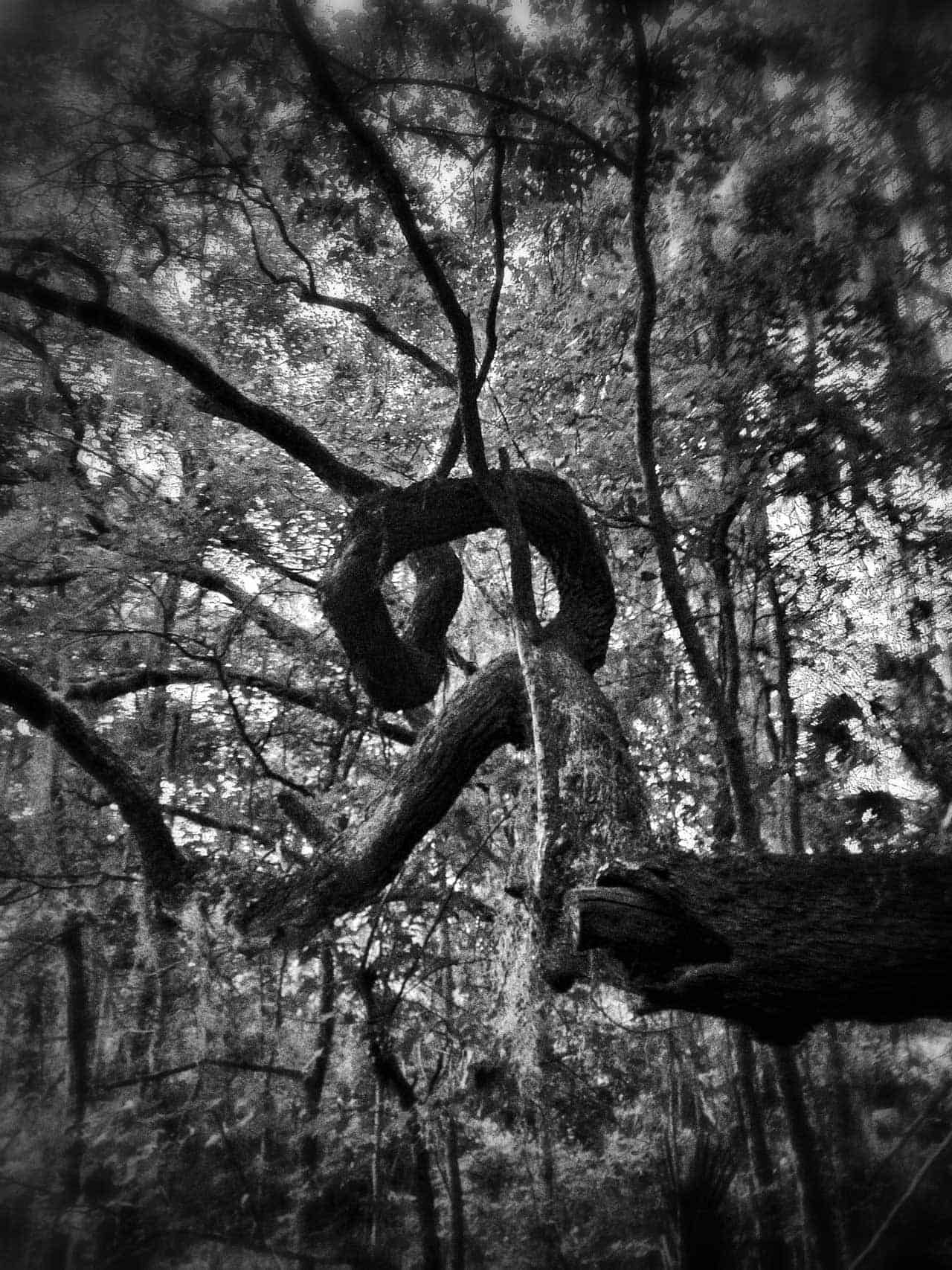 gnarled_tree_Paynes_Prairie