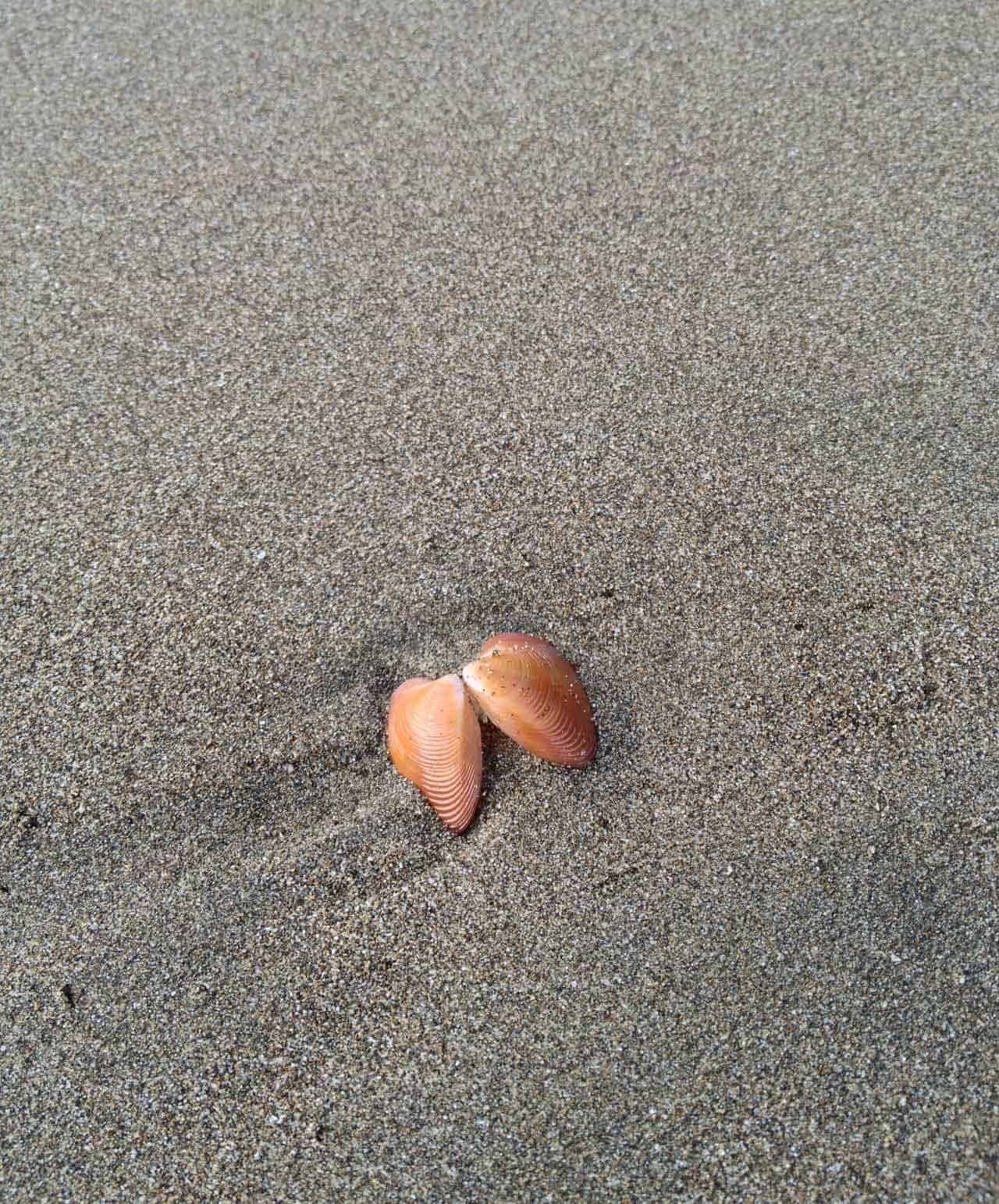 _images/seashell_costa_rica_beach-1.jpg
