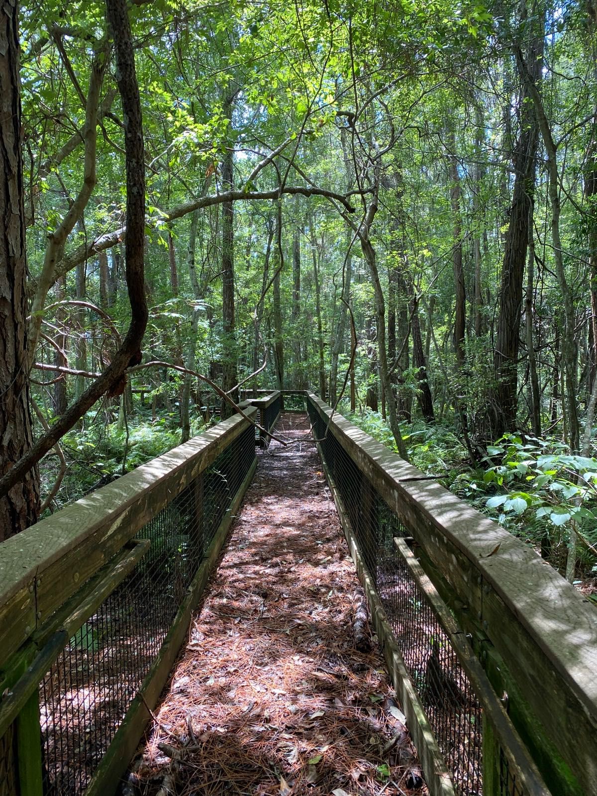view from today’s hike on an abandoned trail near lake alto-waldo-fl