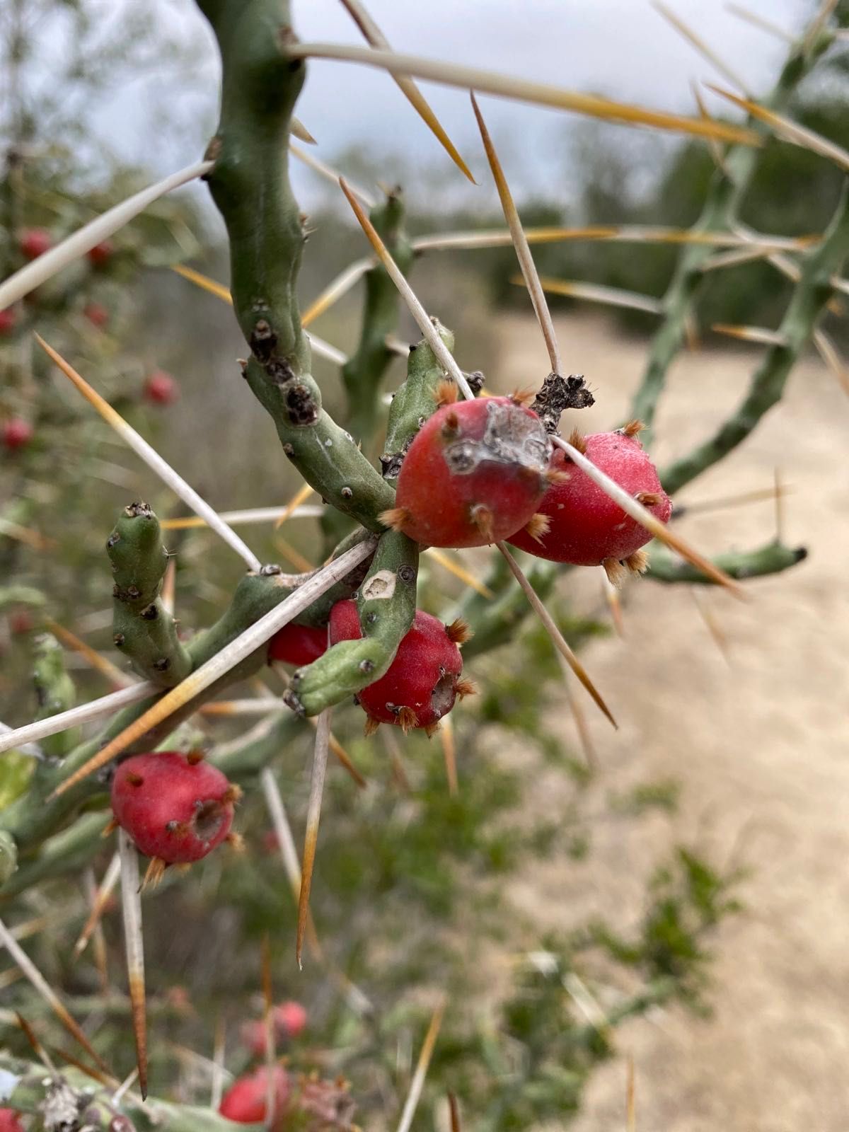 cylindropuntia leptocaulis in falcon state park acting as if christmas is near