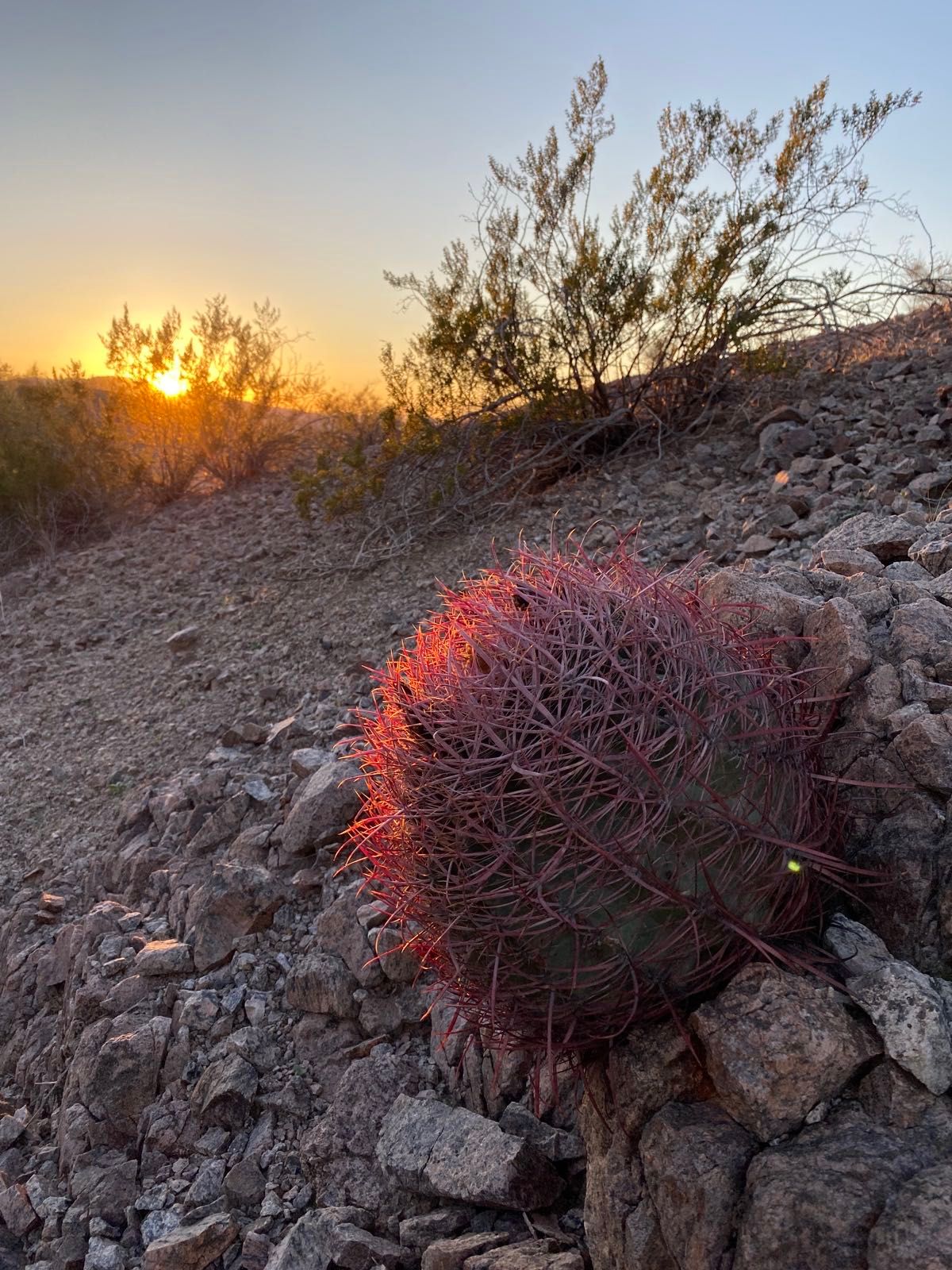 view from this evening’s meditation hike in the sonoran desert of arizona