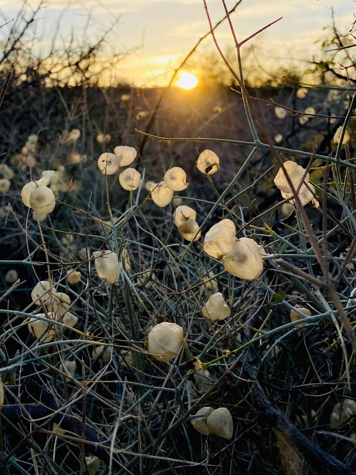 the land of a thousand suns - kofa wildlife refuge arizona