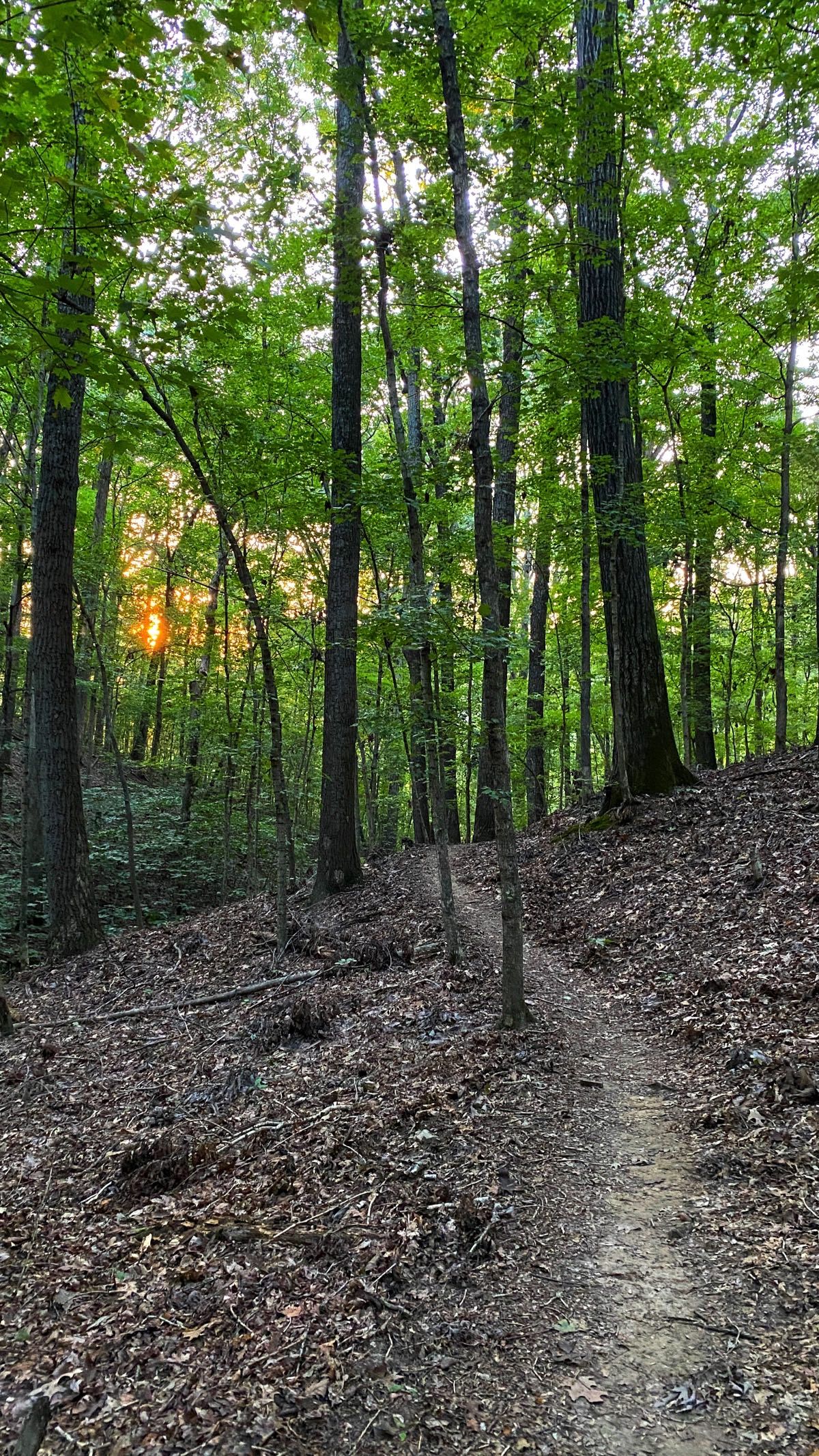 _images/sunset_in_forest_land_between_lakes.jpeg