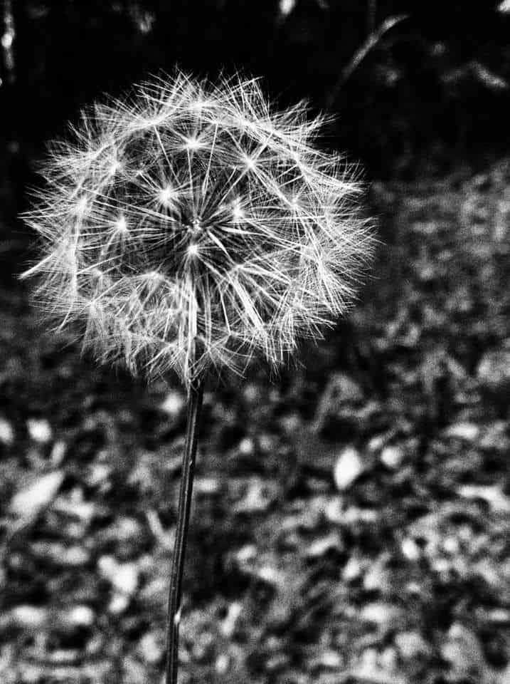 Solitary dandelion on trail at Fanning Springs state park, Florida © Raymond Hines