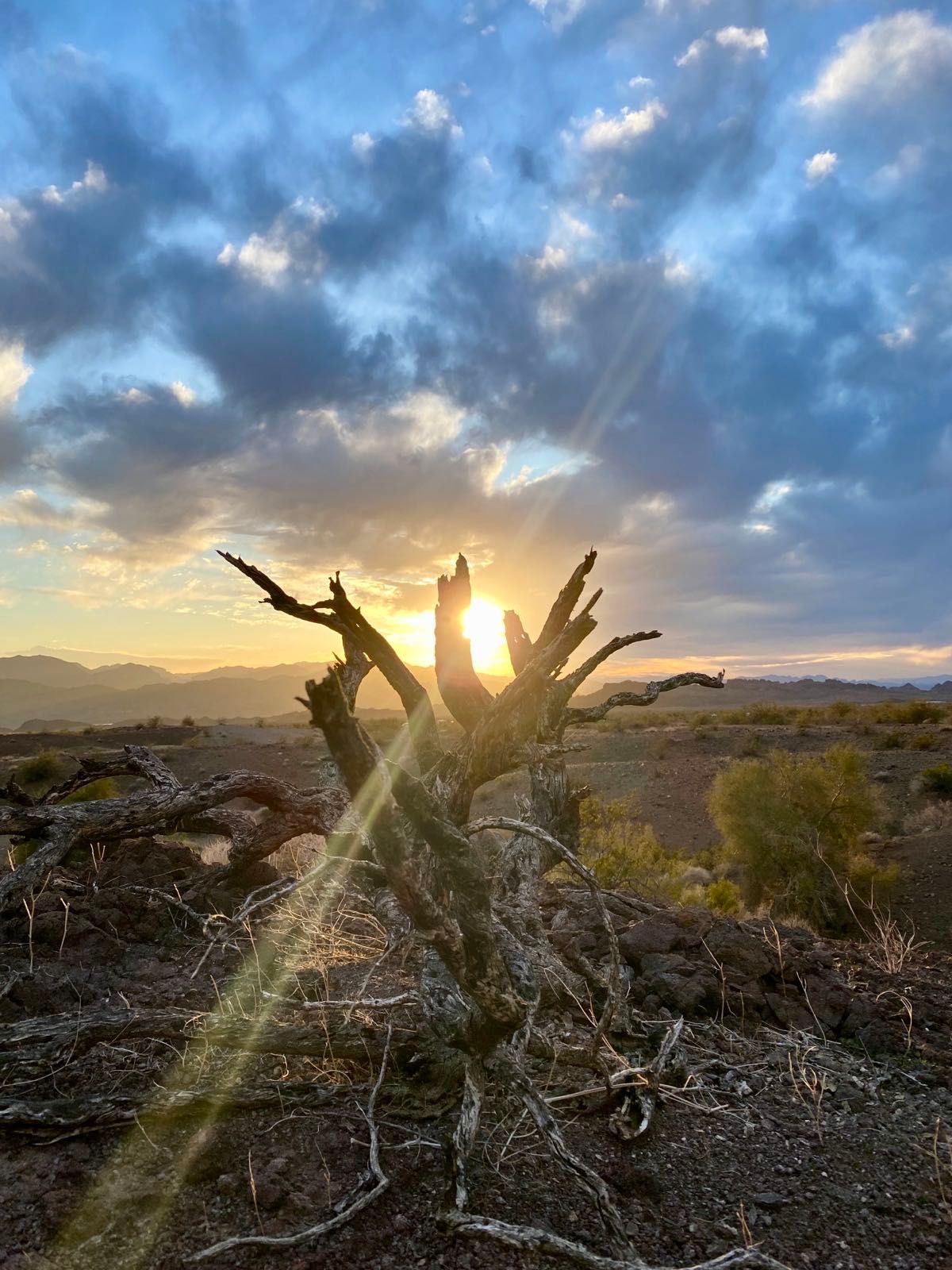 after a cold and windy day i get some desert love in the sonoran desert of arizona