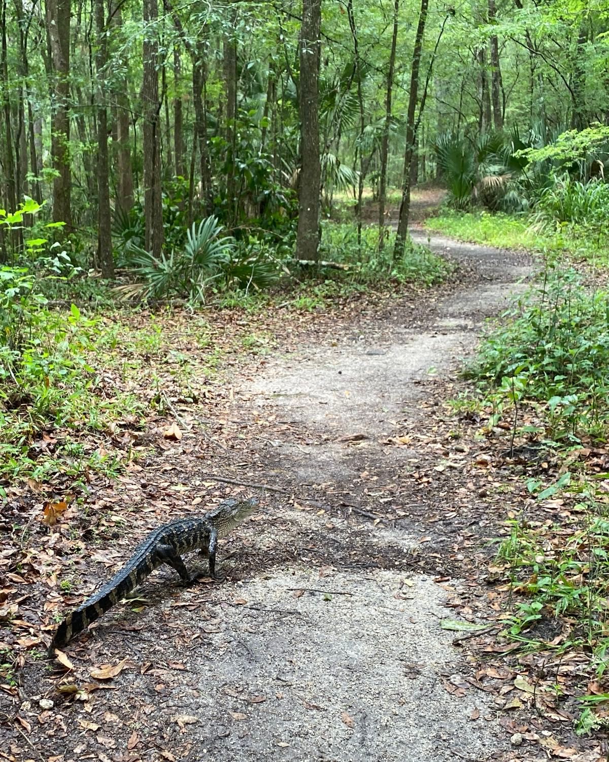 Walked by this cool dude on the Sweetwater trail this afternoon in Gainesville. #Florida Life