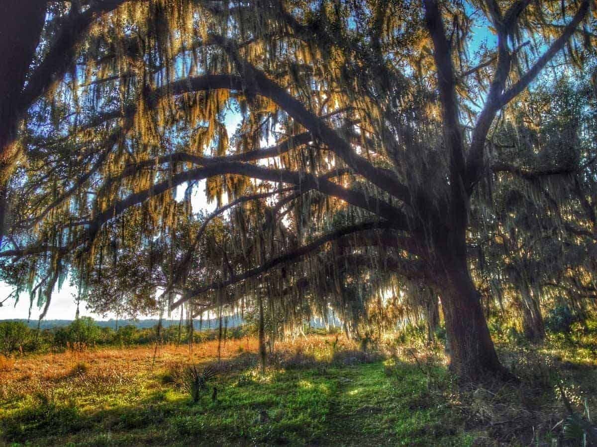 Large oak tree at Tuscawilla Preserve in Micanopy, Florida