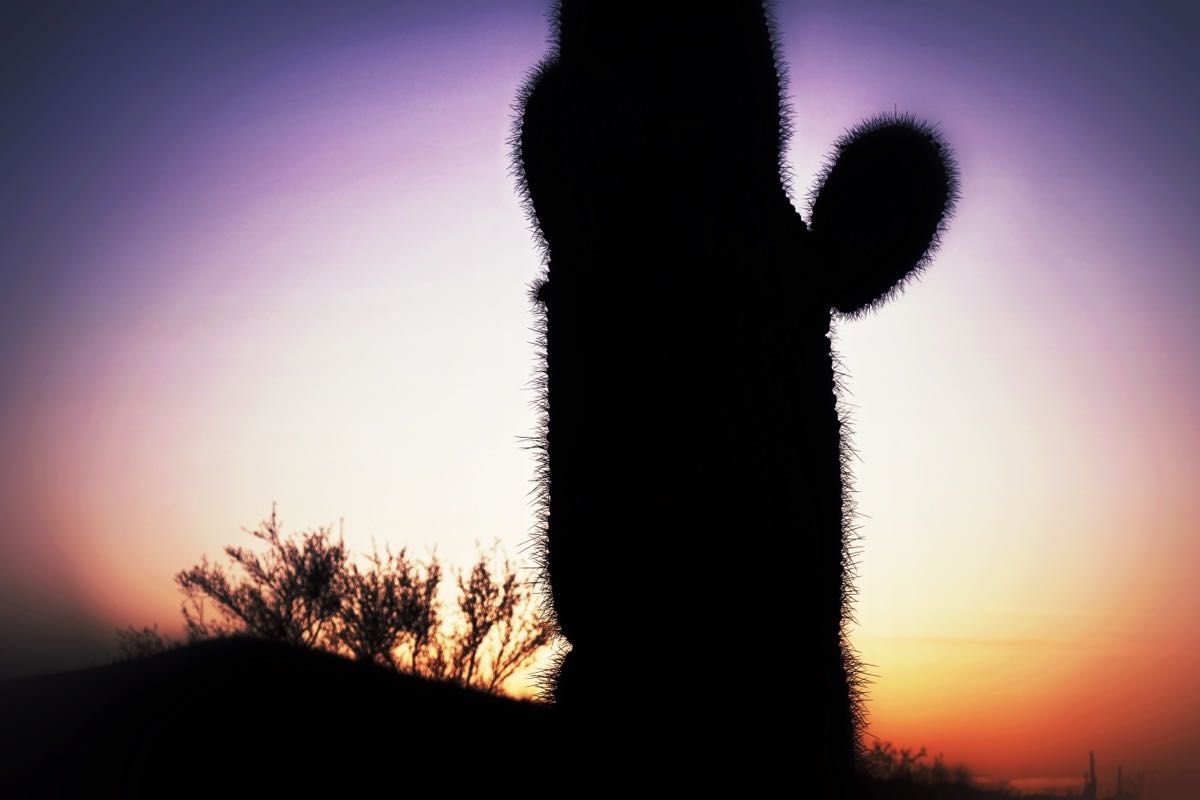 Hairy cacti dancing in the sunset