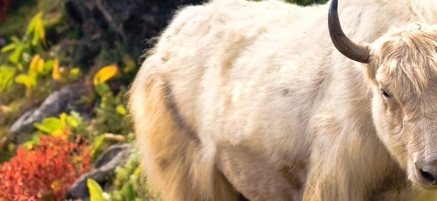 Say No to Yak Shaving - evenpace