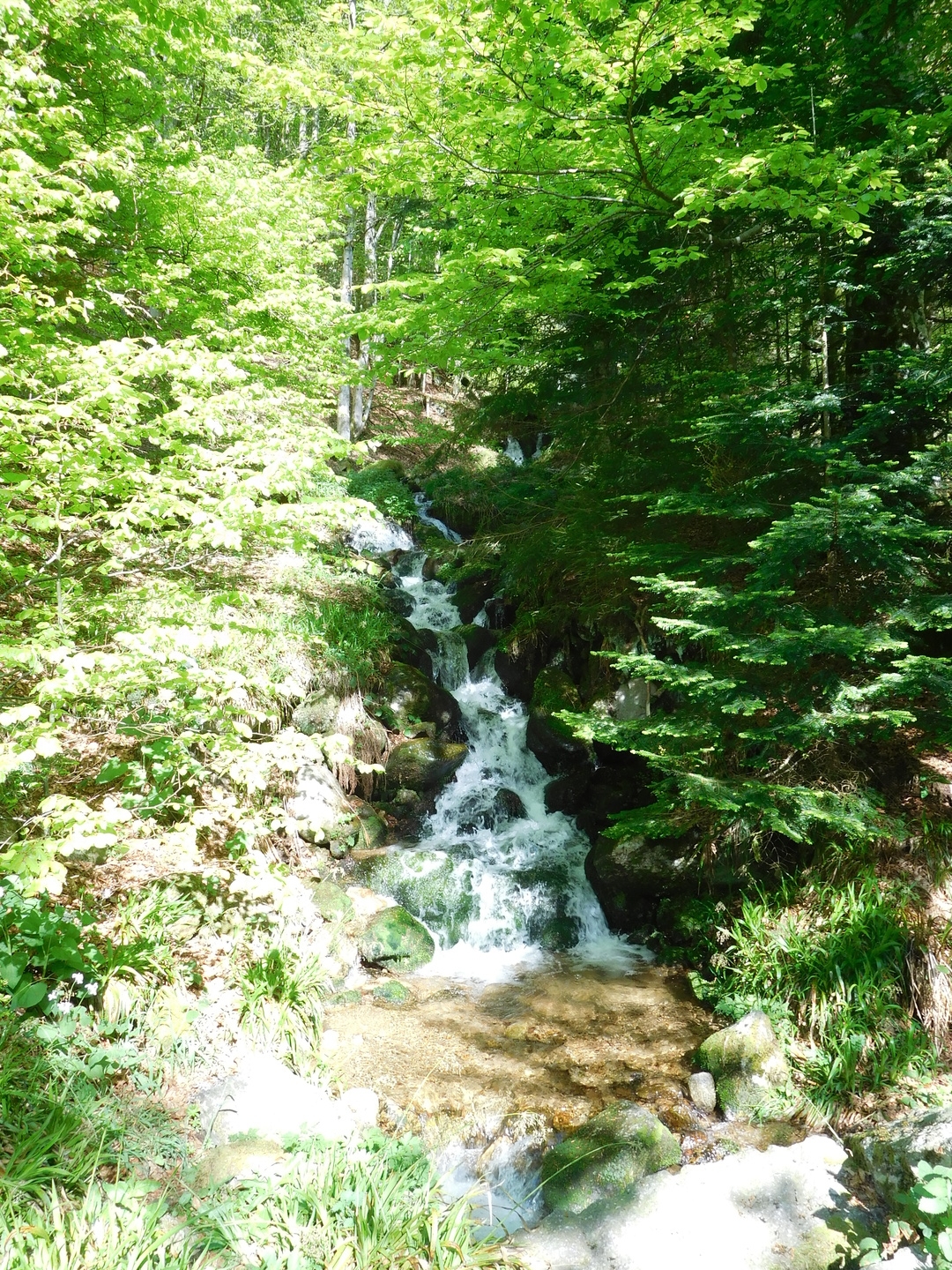 2017-05-17/DSCN5974.JPG