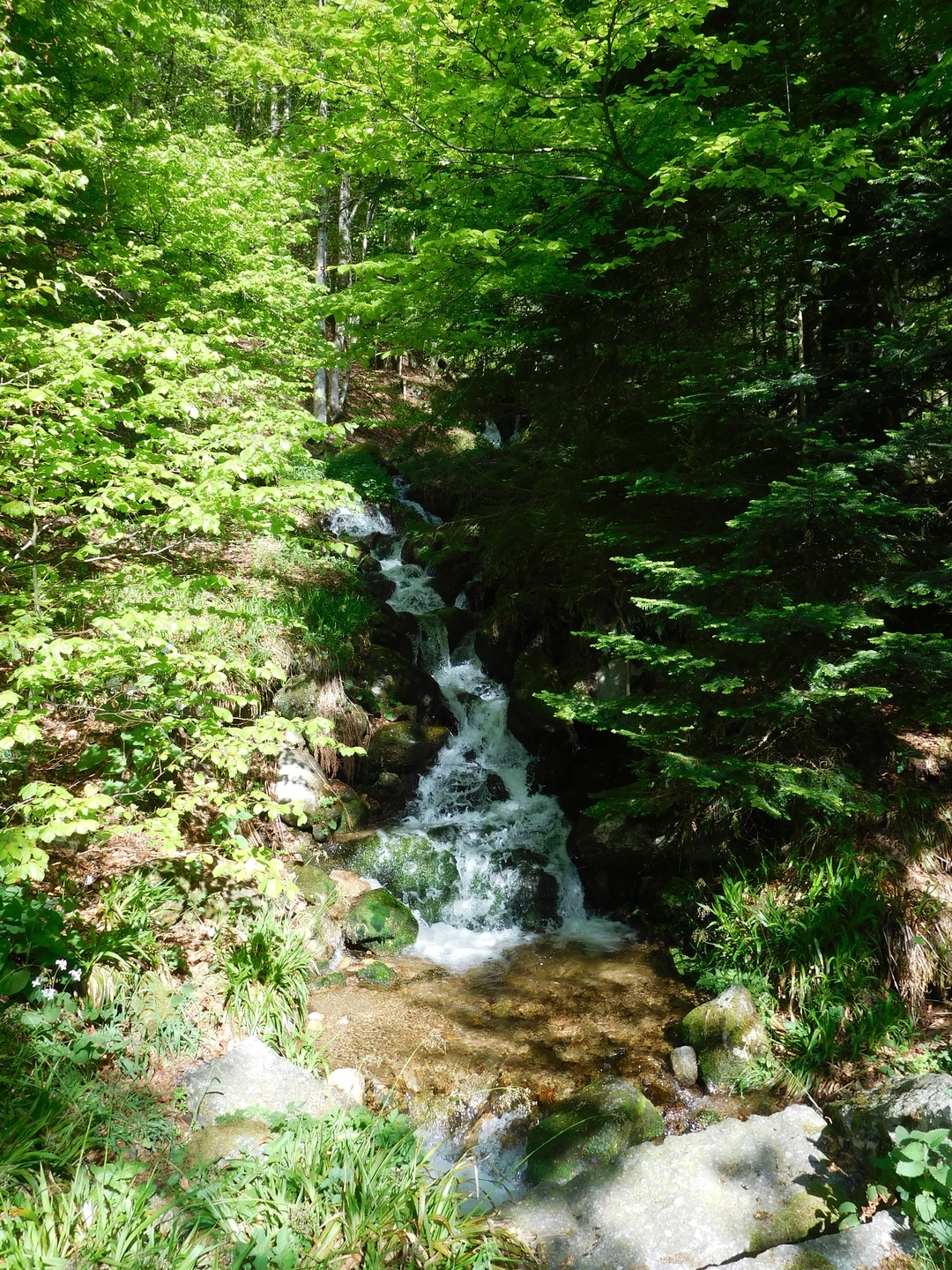 2017-05-17/DSCN5976.JPG