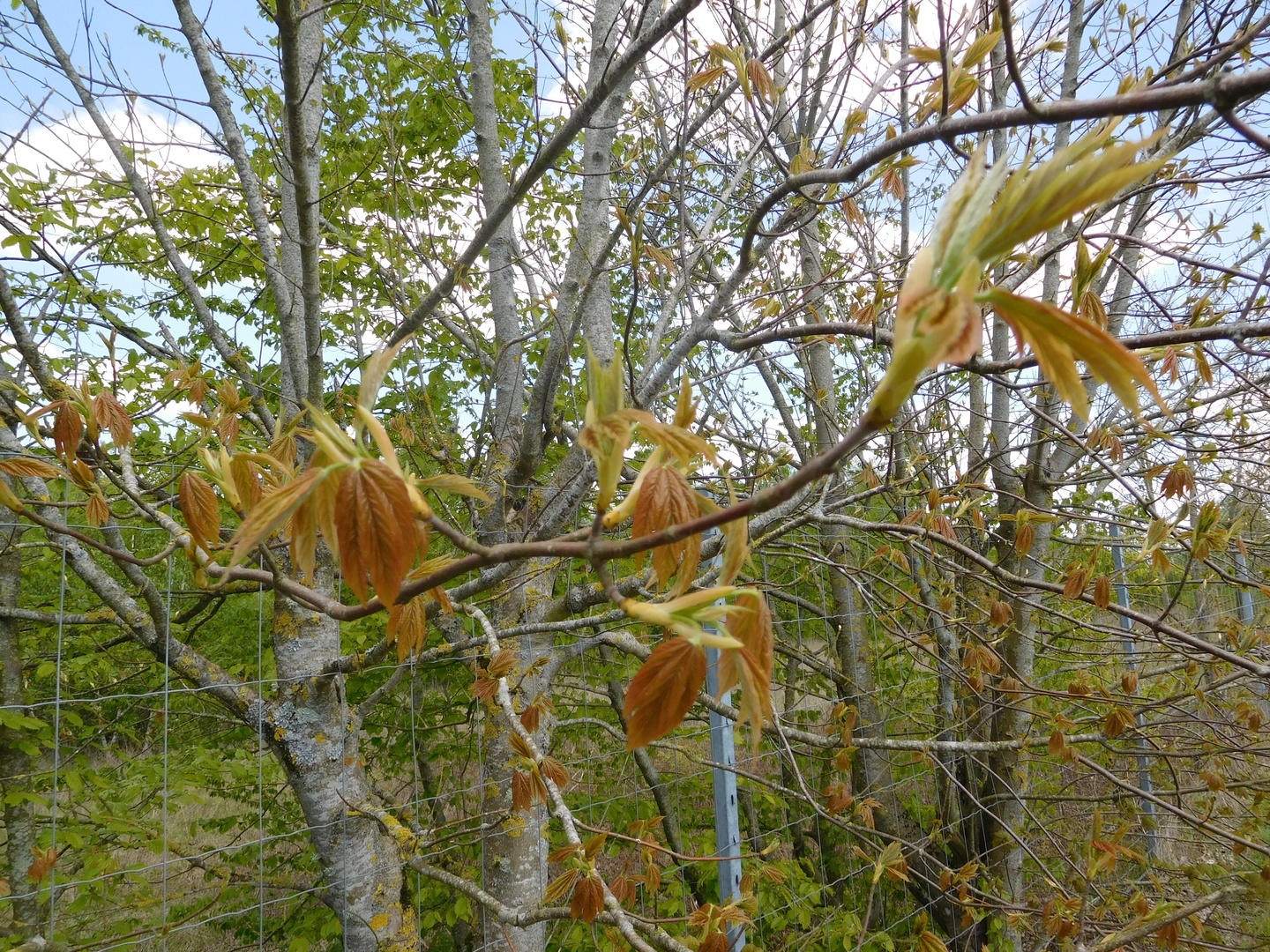 2017-04-29/DSCN5237.JPG