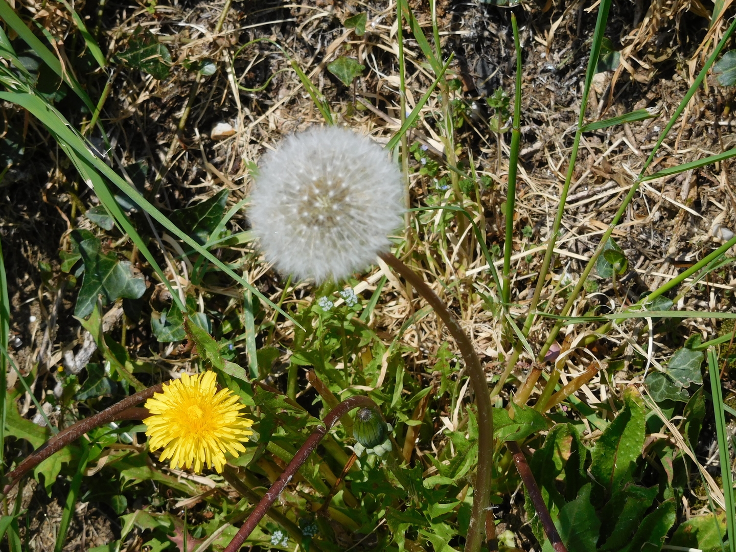 2017-04-08/DSCN4745.JPG
