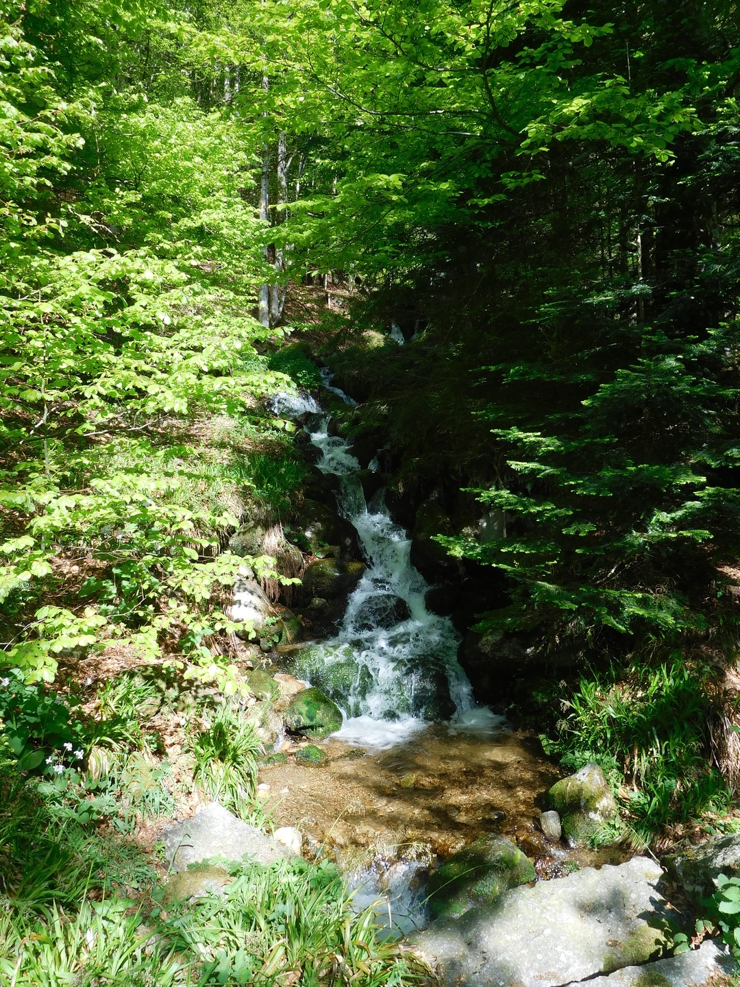 2017-05-17/DSCN5975.JPG