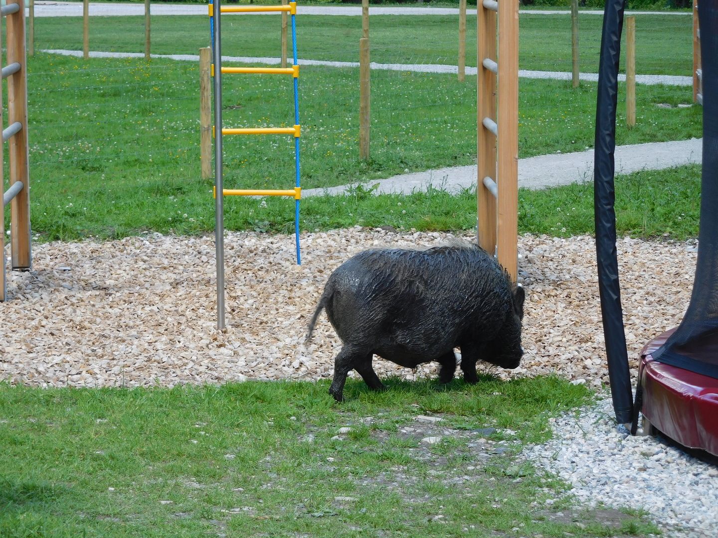 14:40:47: As I was eating my ice cream, this wild boar and her piglet wandered through the park.