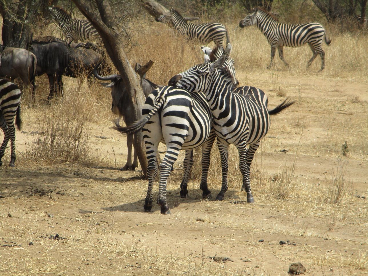 zebra hug