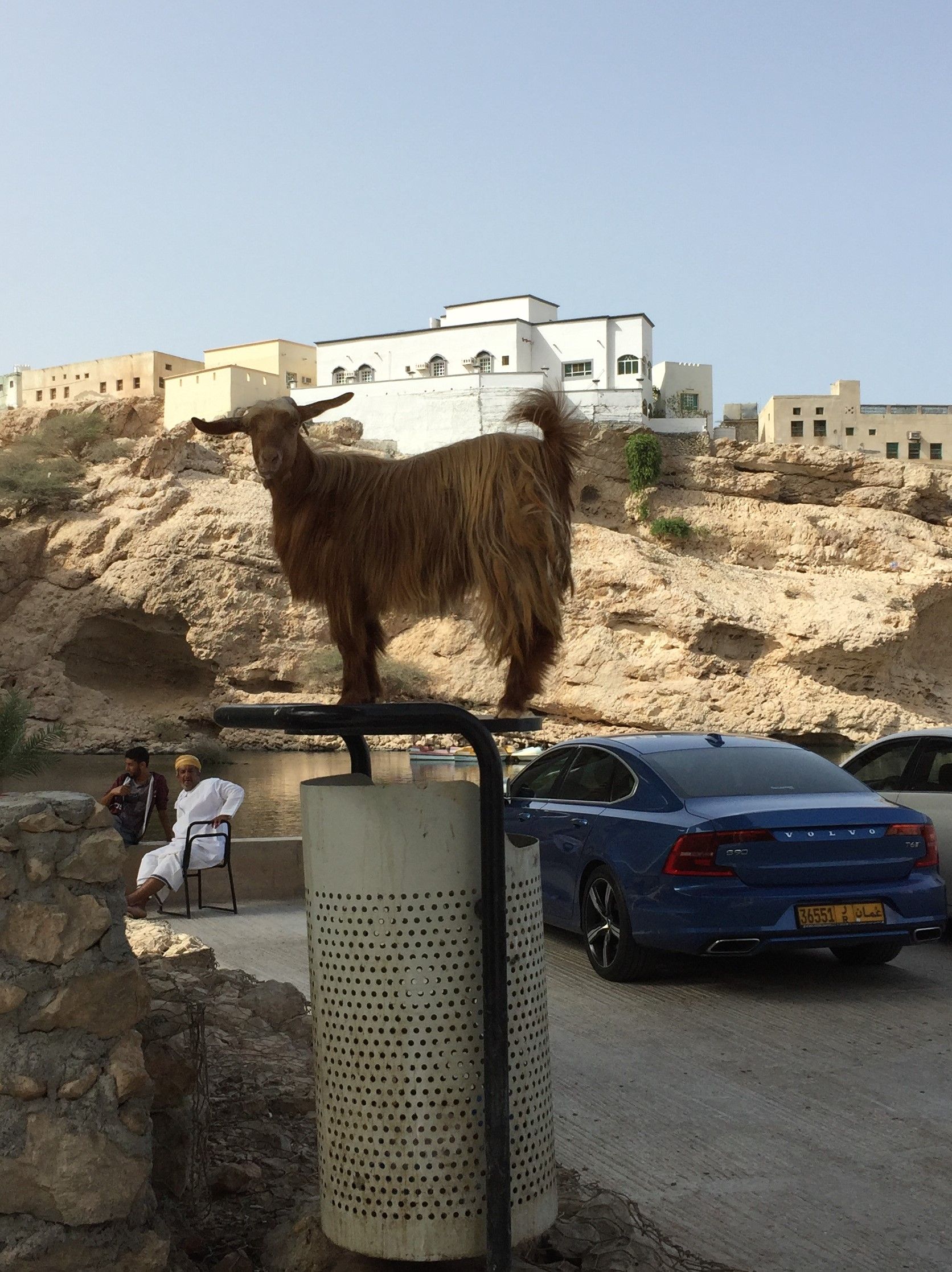 goat on rubbish bin